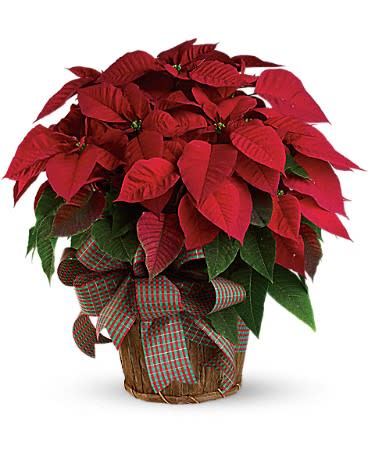 Large Red Poinsettia Large Red Poinsettia - You'll send a really big Christmas wish when you have this wonderfully large, bright red poinsettia delivered to your family or friends. Poinsettias are a natural gift for the holidays, and this is sure to make a grand entrance! A large red poinsettia is delivered in a 8" natural container that's all wrapped up with a beautiful red taffeta ribbon. It's a beautifully traditional gift - with a sizable difference! Approximately 24" W x 25" H