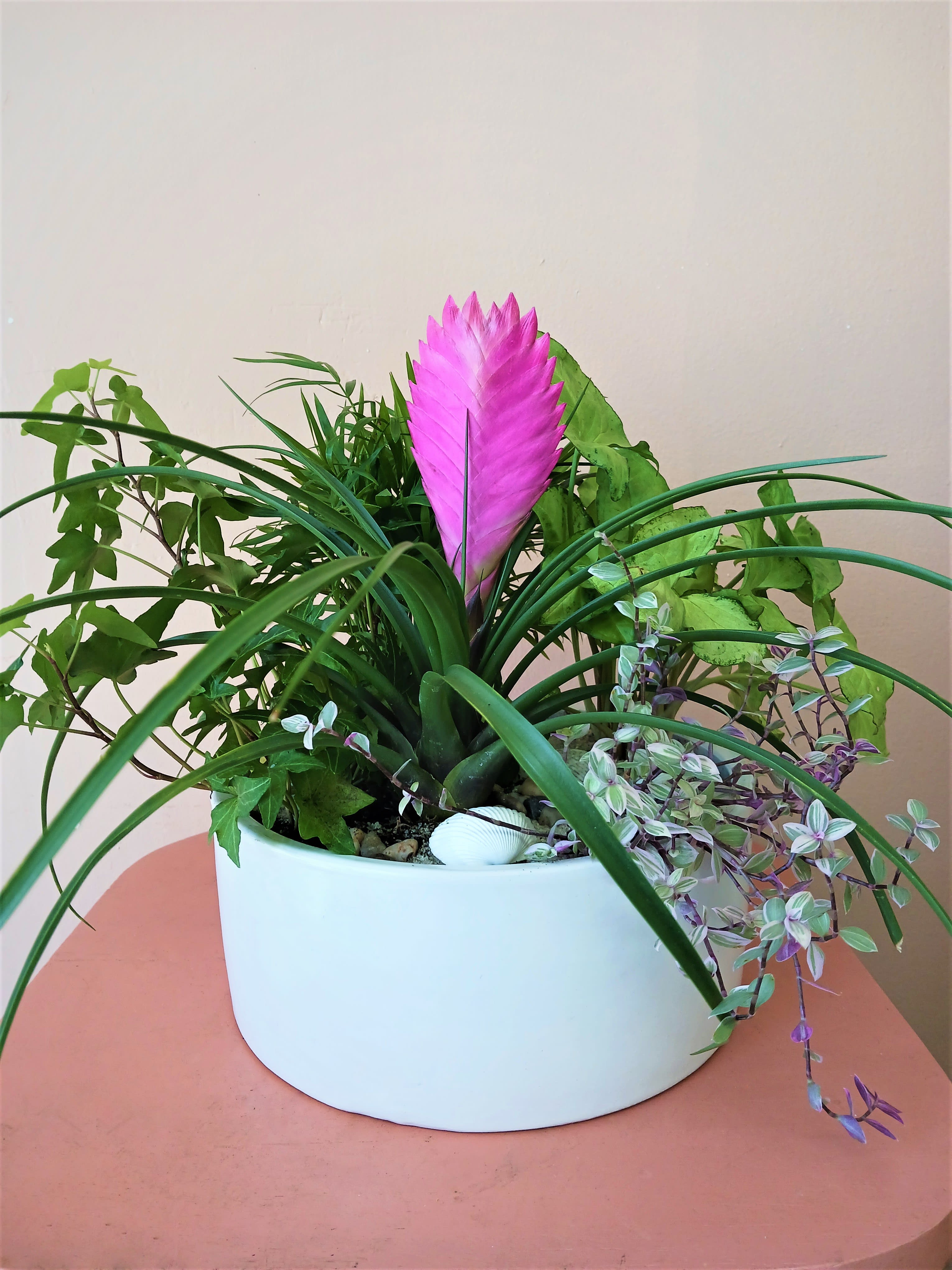 Dish Garden  - A mix of plants, potted in a white ceramic vase.