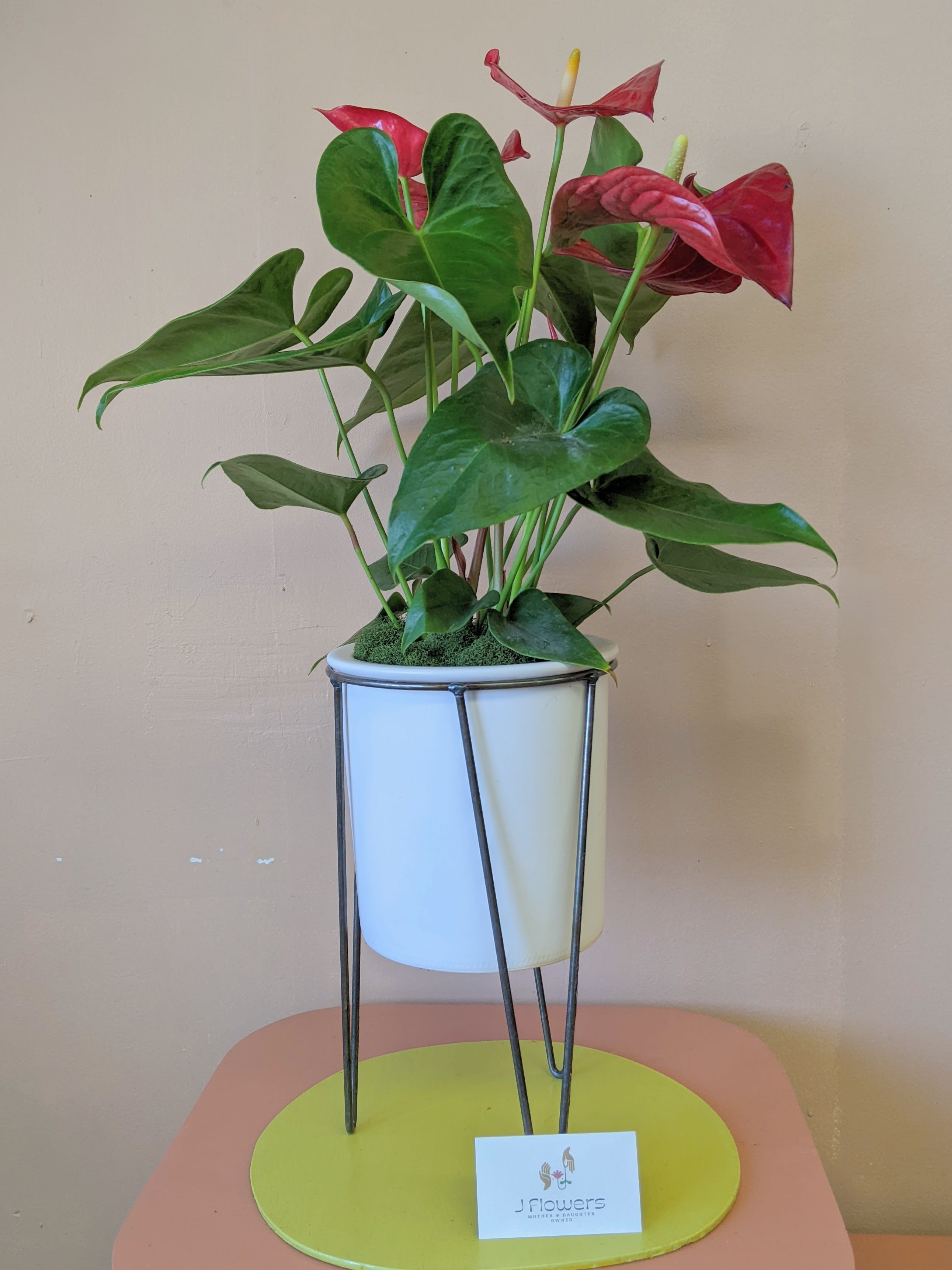 Mod Anthurium - An Anthurium plant in a modern ceramic pot with wire legs. Measures to be about 25 inches tall.