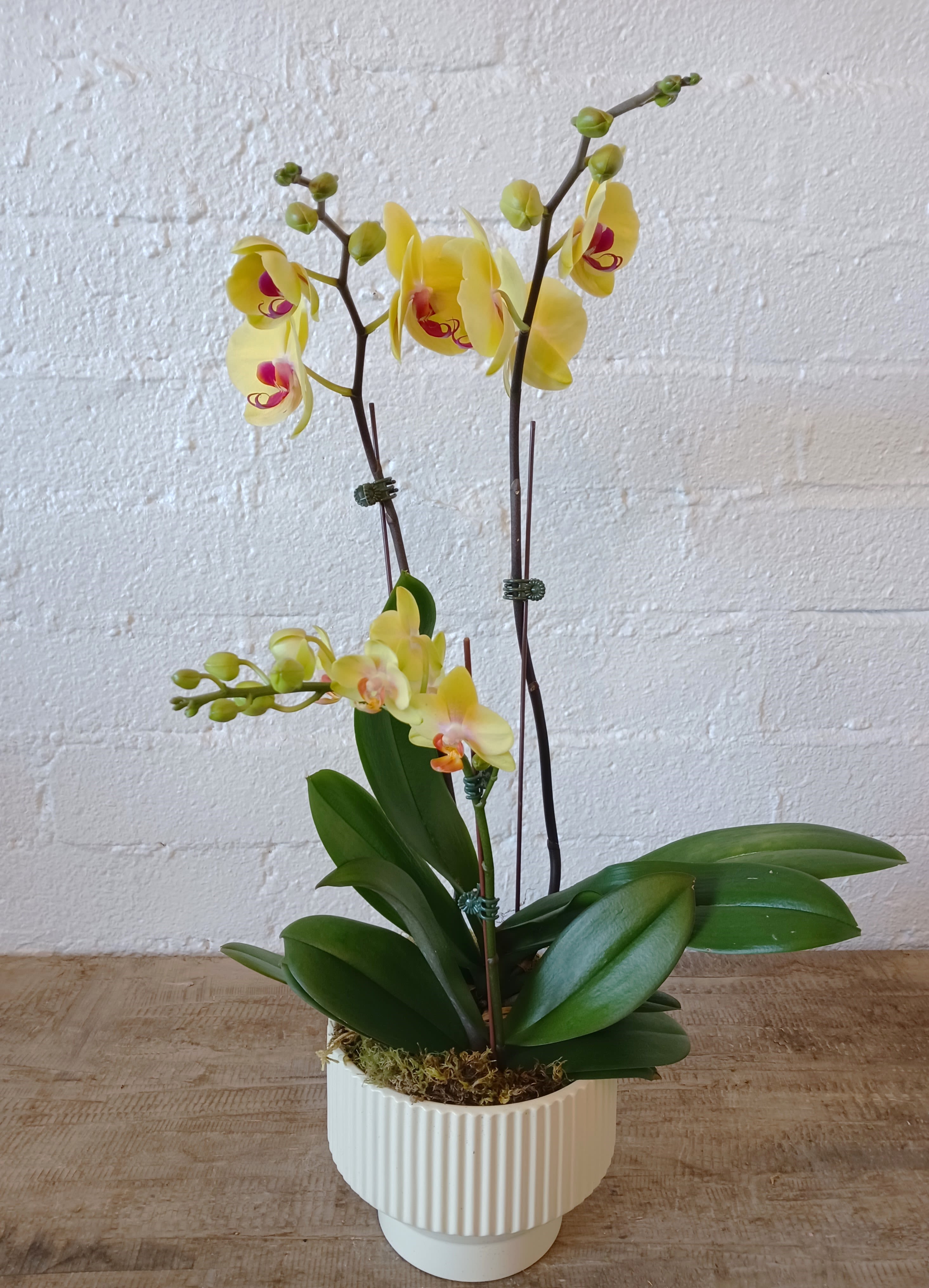 Springing Orchids  - These vibrant yellow orchids are potted in a sleek white ceramic vase. The right yellow tones of the orchids will brighten up any room. 