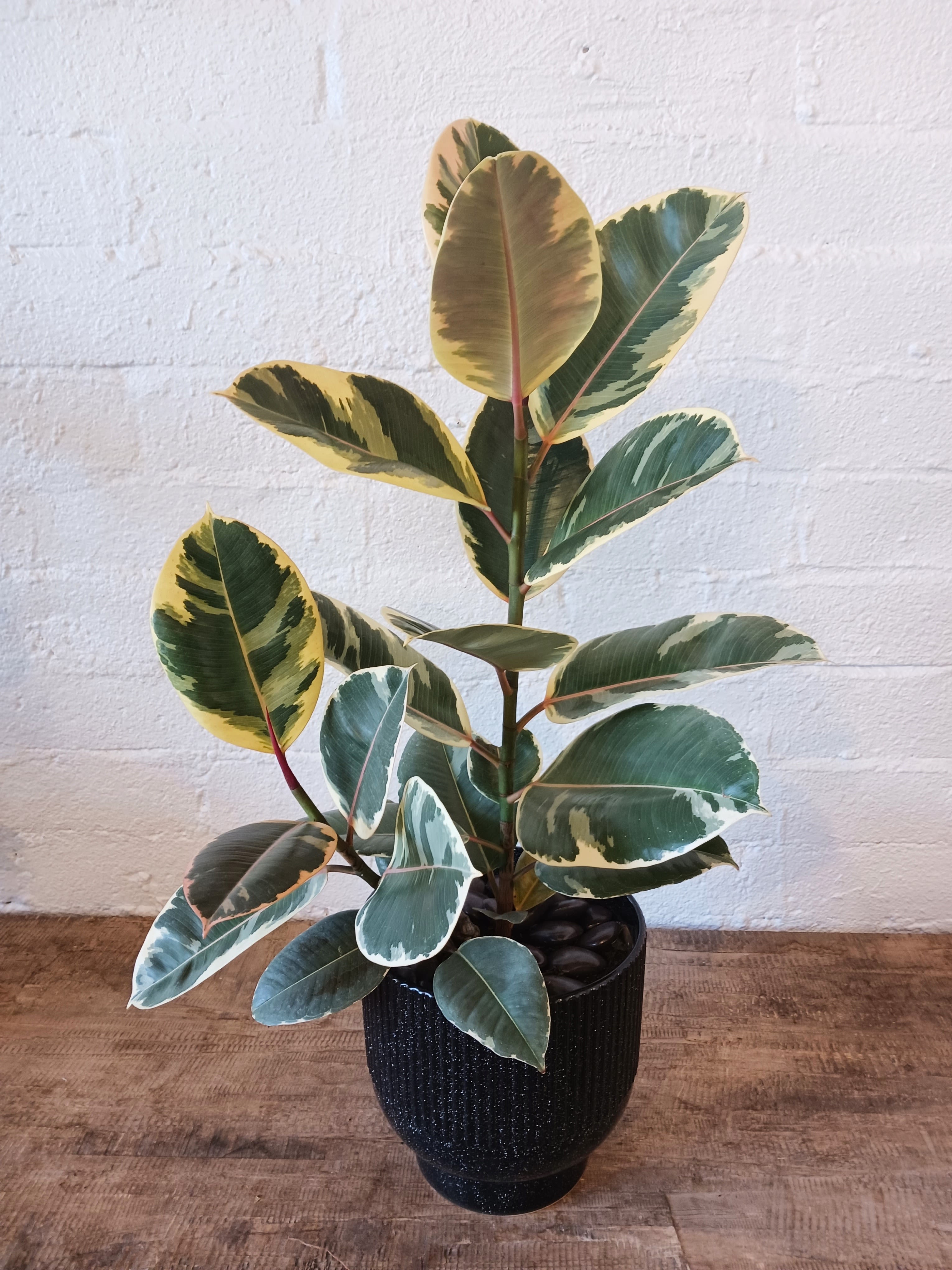Rubber Fig  - Ficus Elastica, also known as the rubber plant is known for its thick, glossy, variegated leaves. It is potted in a black vase and loves bright rooms. This rubber fig plant measures 31in at its tallest point. 