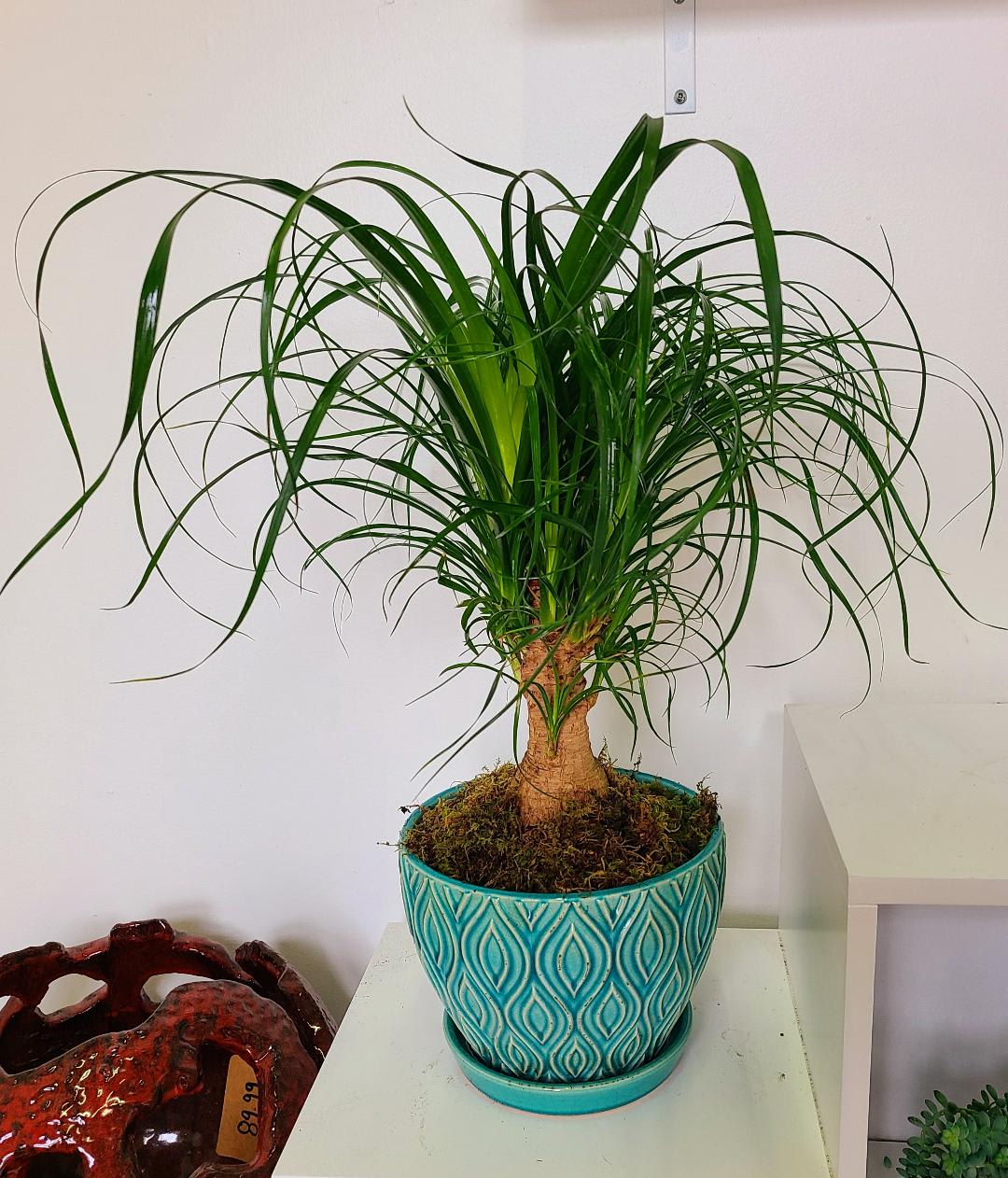 Pony tail Palm Pony tail Palm - An interesting addition to any home, the Pony Tail Palms are less common indoors and very easy to care for. Pots may differ but will always compliment the plant.