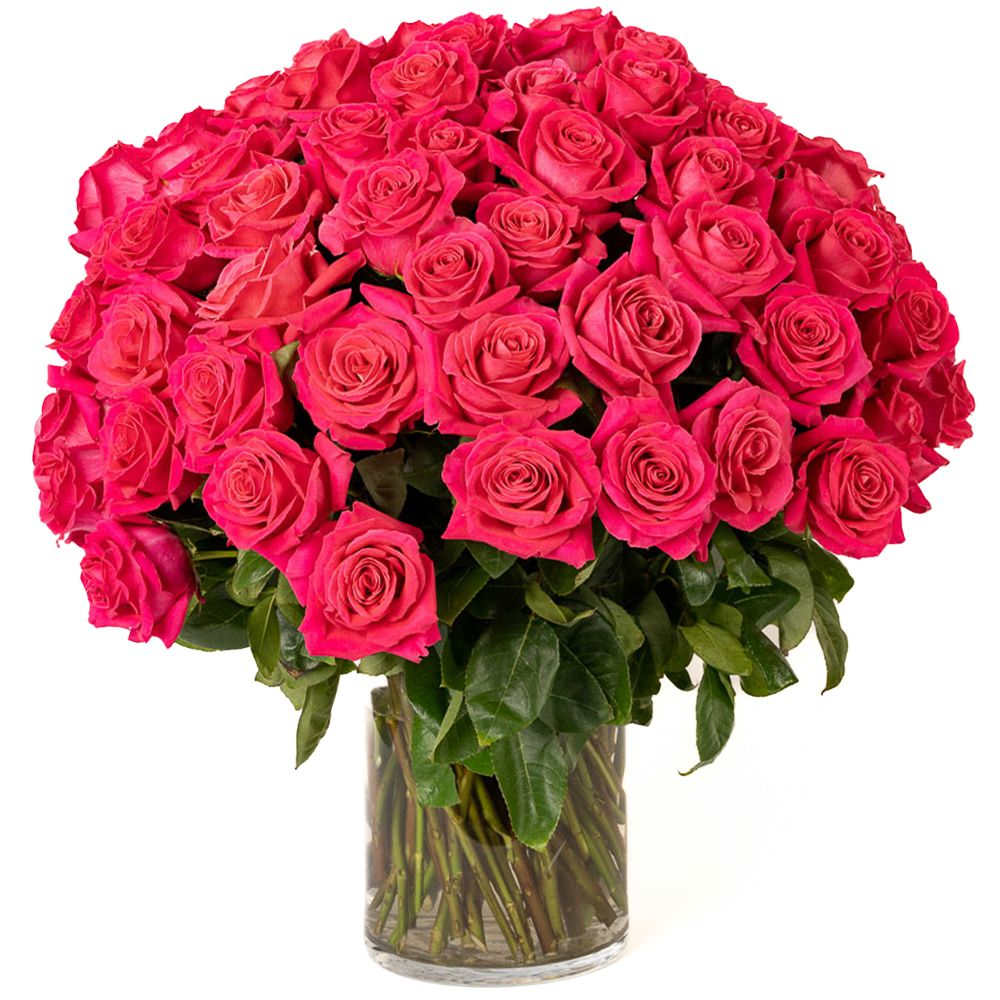 100 Hot Pink Roses - Our classic 100 hot pink roses are designed with long-stem 70 cm roses, rich greens in a clear glass urn. 