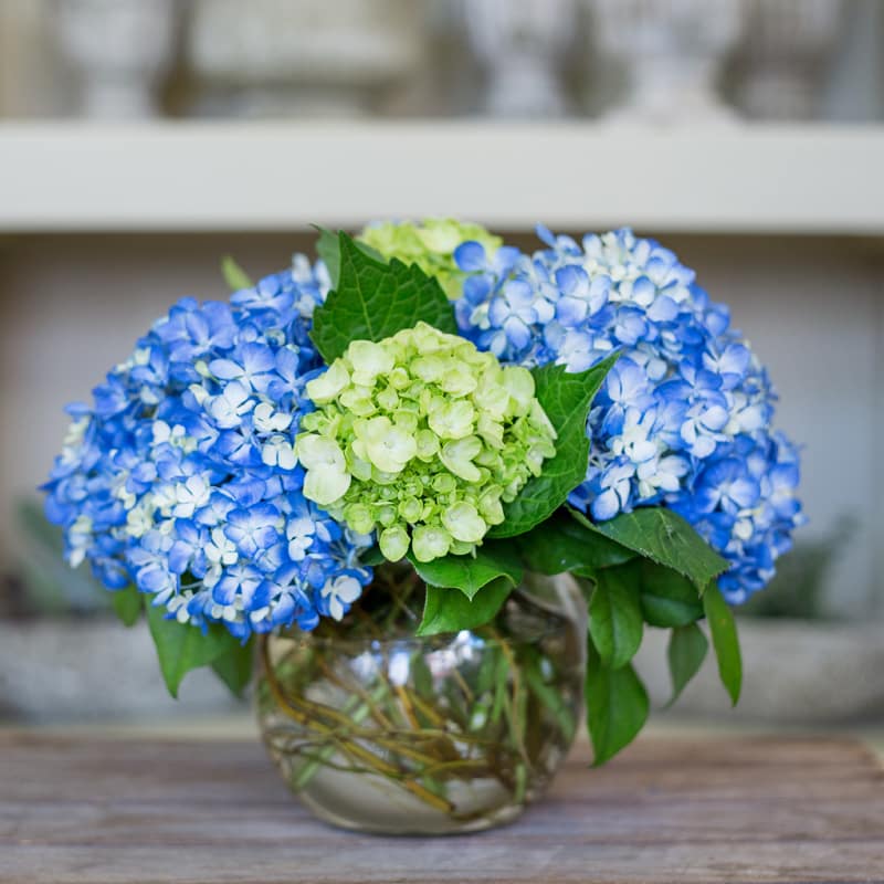 Ocean Breeze By Kokee Ocean Breeze By Kokee - Blue and green hydrangea in bubble bowl. Other colors available