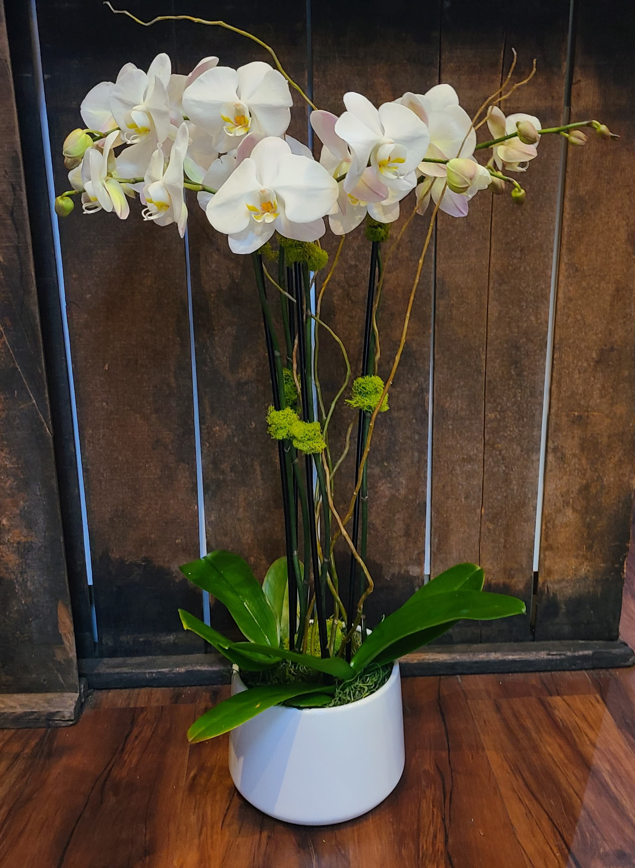 2 Double stemmed orchids  - This orchid arrangement features 2 large double stemmed phalaenopsis orchid plants, in a ceramic container. Accessories include curly willow and moss, for the perfect finishing touches.