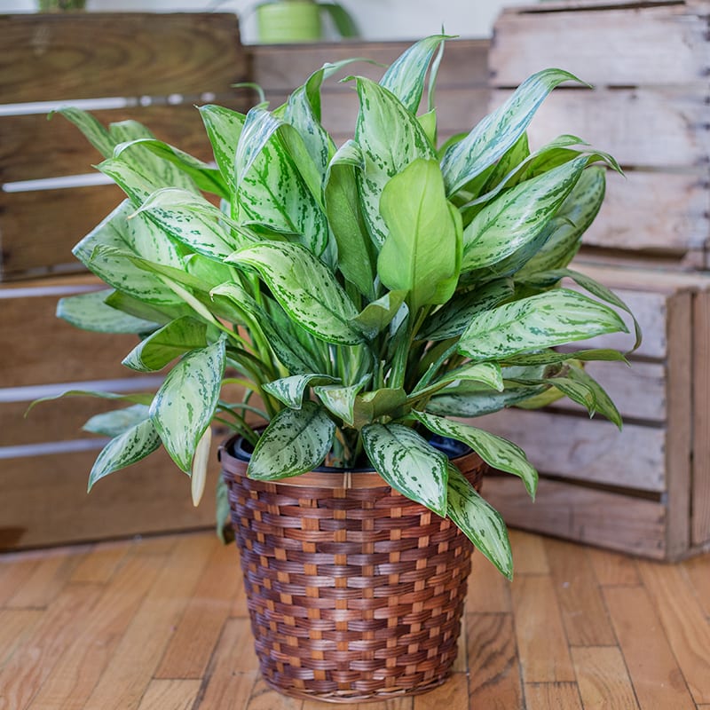 Floor Plant By Kokee Floor Plant By Kokee - Let us choose for you from our assortment of floor plants. Plants are approximately 36" tall and comes in a decorative 10 or 12" container.