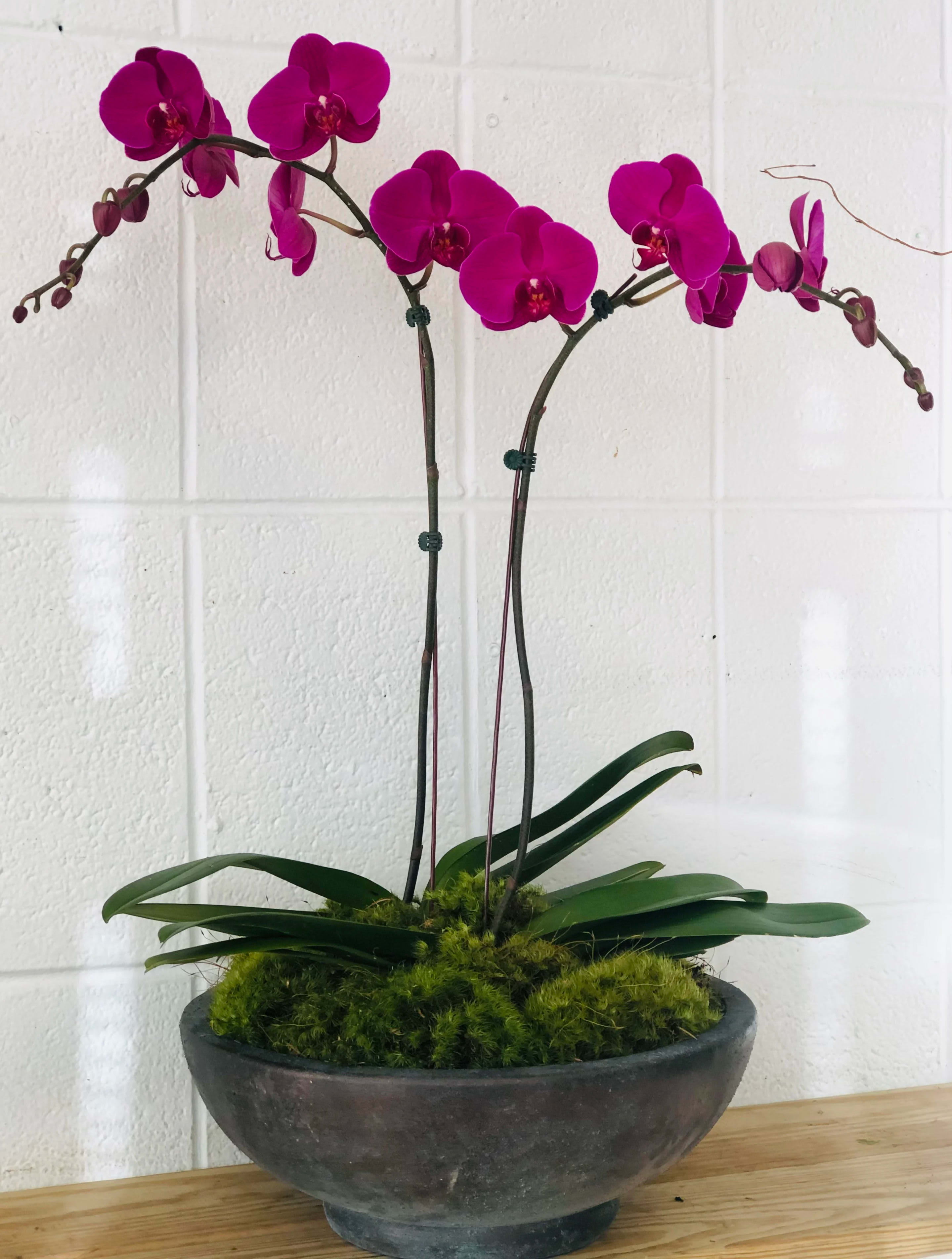 Double Phalaenopsis Orchid Double Phalaenopsis Orchid - Double Stems Phalaenopsis orchids