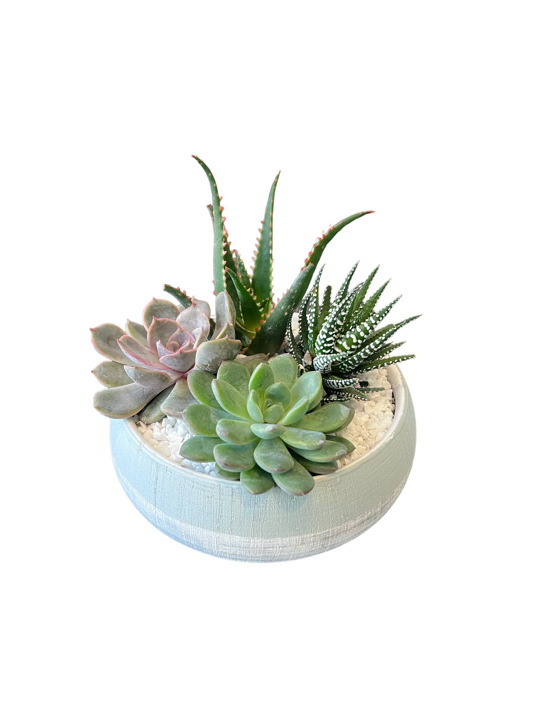 Mini Succulent Garden Mini Succulent Garden - A mix of four succulents arranged in a ceramic dish as shown in photo with white rocks.