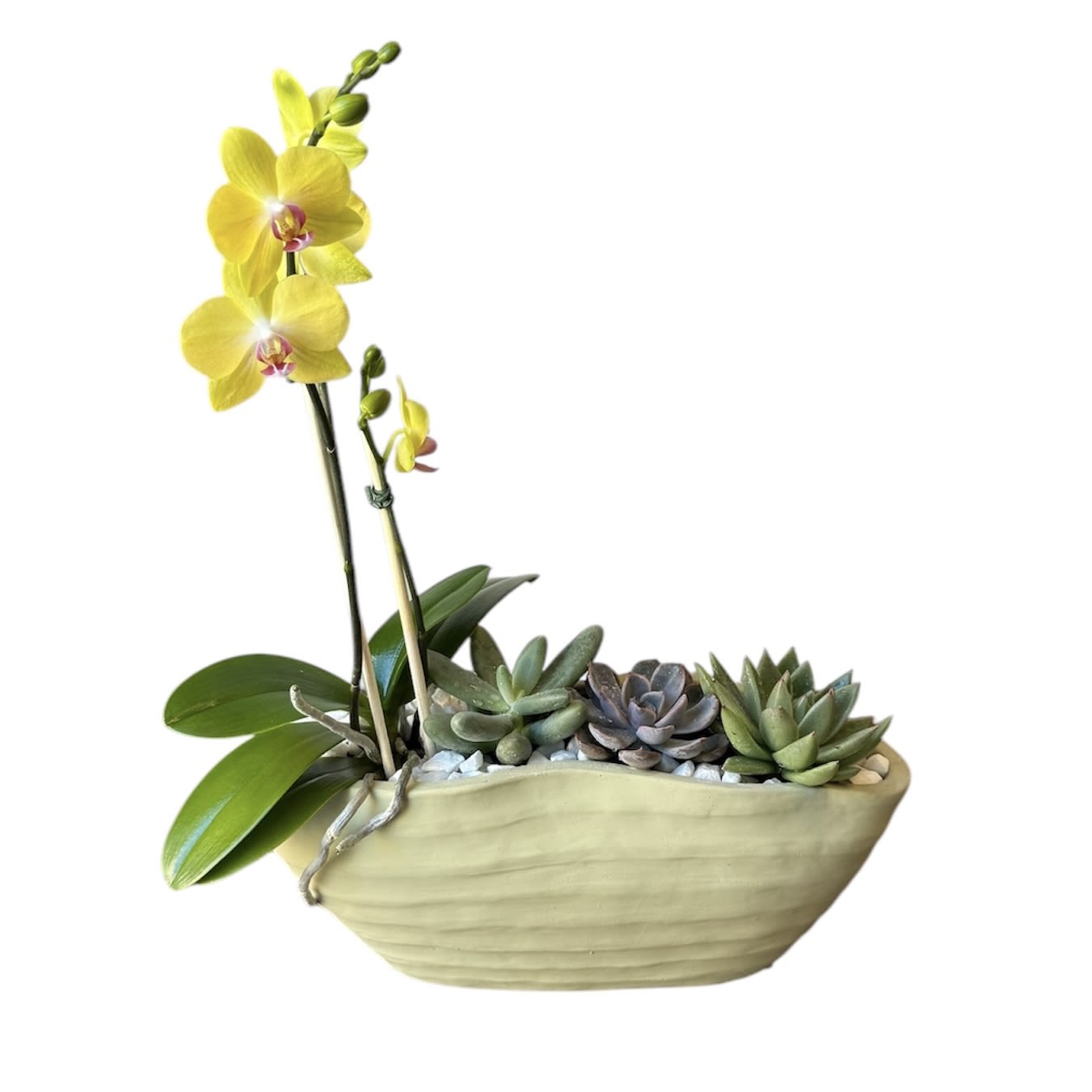 Orchid & Succulent Garden Orchid & Succulent Garden - Mini orchid and three mixed succulents designed in a beautiful pot. As shown in photo.