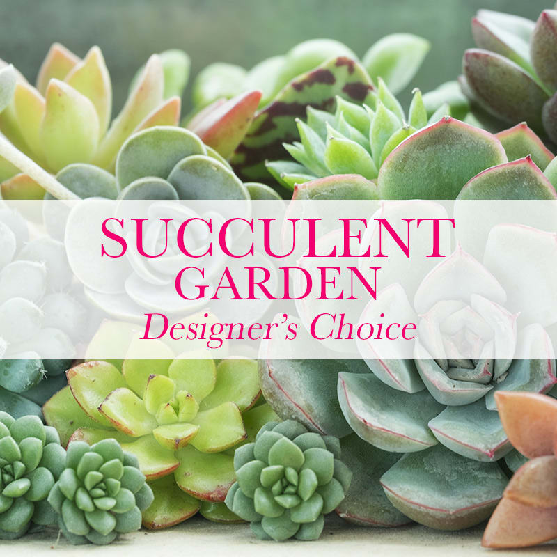 Succulents Designer's Choice - Succulents are the newest trend in flowers- and offers an easy-care, different option for when you are looking for something to send to someone.  Containers are modern.  Take a look at the pictures in the gallery for an idea of what we've sent in the past to people ordering this item. 