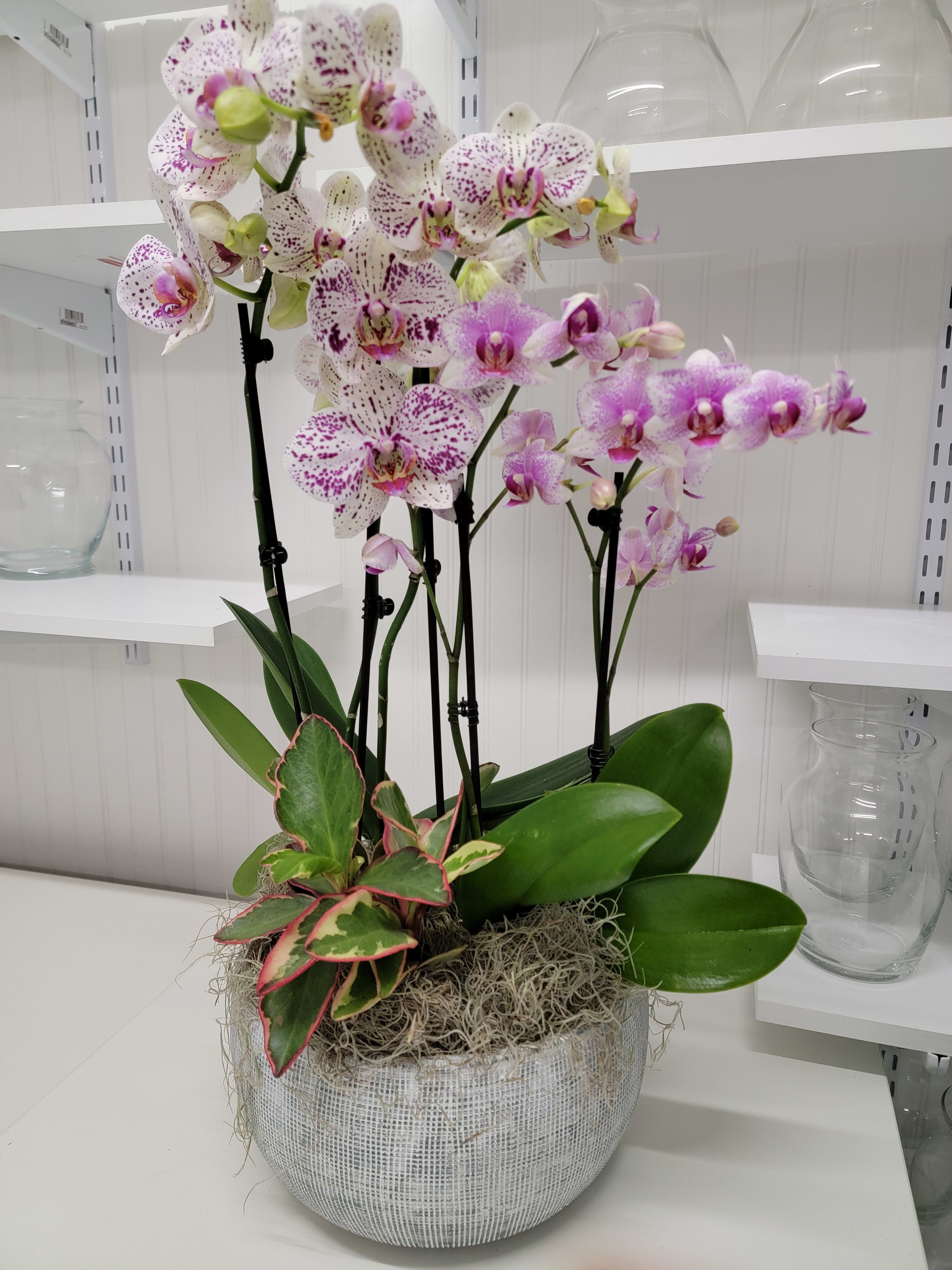 Orchids Dish - A variety  of orchids