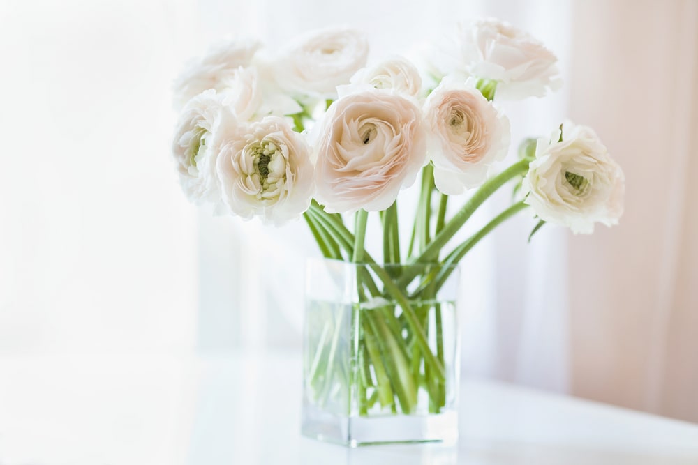 Wild Ranunculus - This stunning flower arrangement showcases the pristine beauty of white ranunculus, artistically arranged in a clear glass vase. The delicate petals and intricate blooms of the white ranunculus create a visually captivating display that exudes elegance and refinement.  