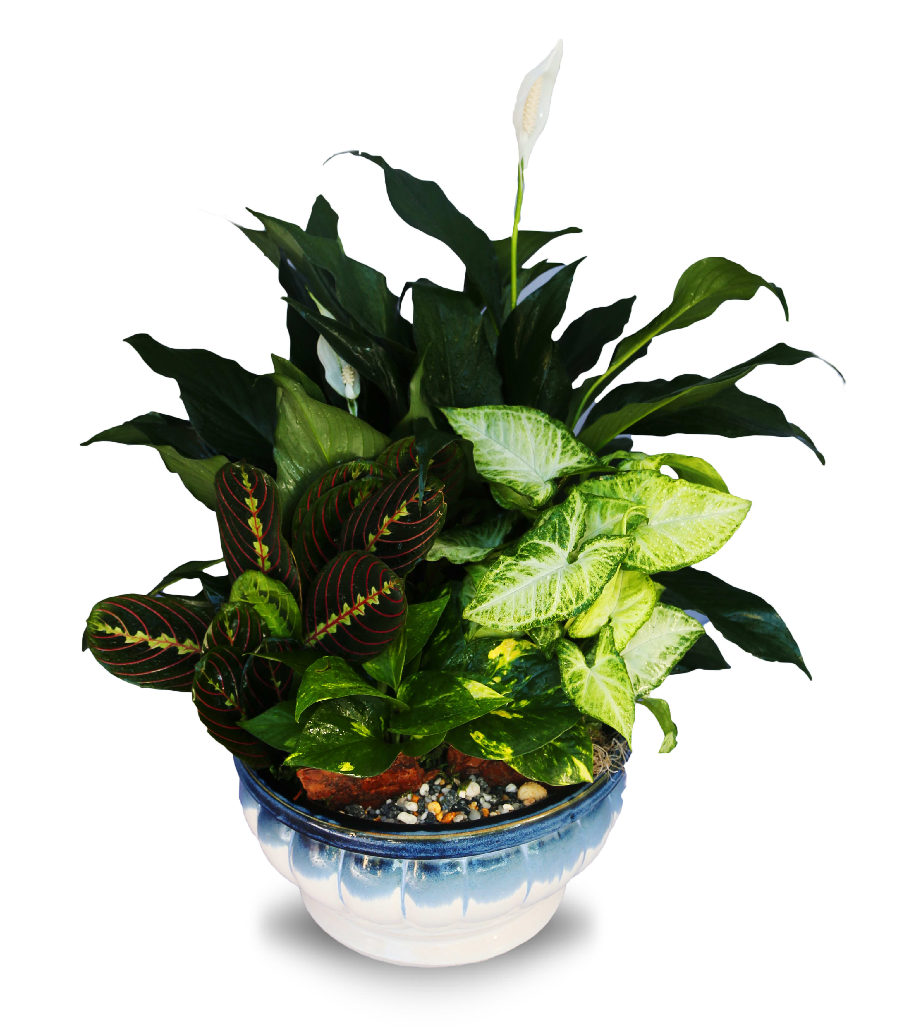 Dish Garden Ceramic Planter LG1 (BB) - Introduce a touch of nature into your home or office with our exquisite Dishgarden. This stunning arrangement features an assortment of vibrant green plants, carefully selected to create a harmonious display of natural beauty. Housed in a premium ceramic container, this dishgarden is the perfect addition to any space, bringing a fresh and invigorating atmosphere.