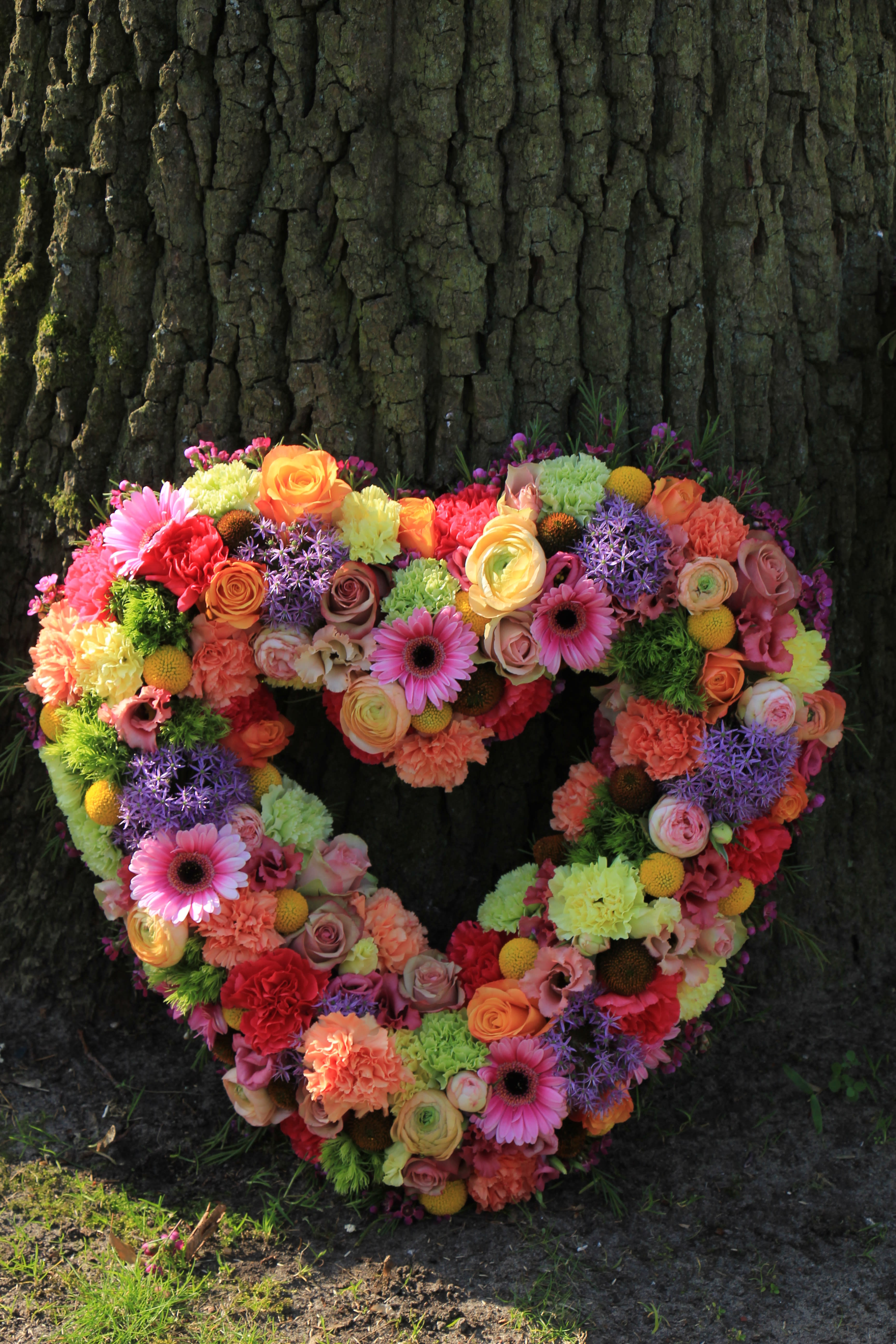 Colorful Life Open Heart Standing Spray (BB) - Express your deepest sympathies and love with our exquisite open heart standing spray, a stunning display of affection that combines a vast array of vibrant and colorful blooms. This beautiful tribute is composed of pink gerbera daisies, yellow and orange ranunculus, orange roses, orange carnations, red carnations, pink roses, green balls, green carnations, yellow carnations, and pink ranunculus.
