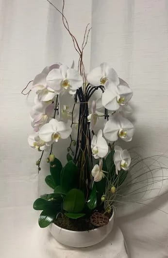 Opulent Orchids (BB) - Elevate the beauty of your living space with our exquisite Phalaenopsis Orchids. This ensemble features three magnificent orchids potted in a white ceramic container and accented with air plants, moss, and bamboo, creating a stunning and harmonious display.