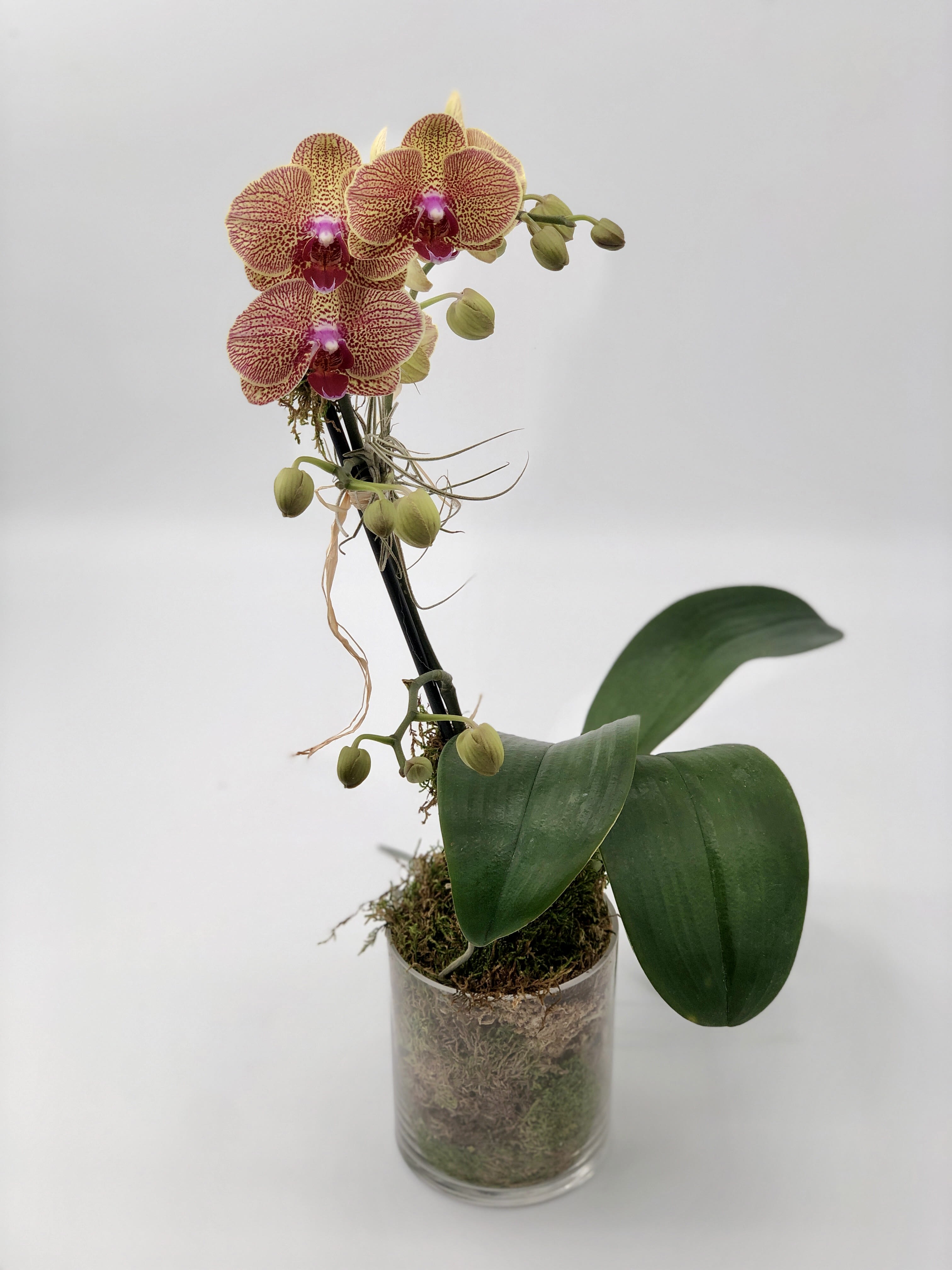 Phalaenopsis Orchid2 (BB) - Bring a burst of color to your space with our Kaleidoscope Phalaenopsis Orchid. Housed in a stylish white or black ceramic container or a clear glass vase, it comes with an air plant and elegant moss
