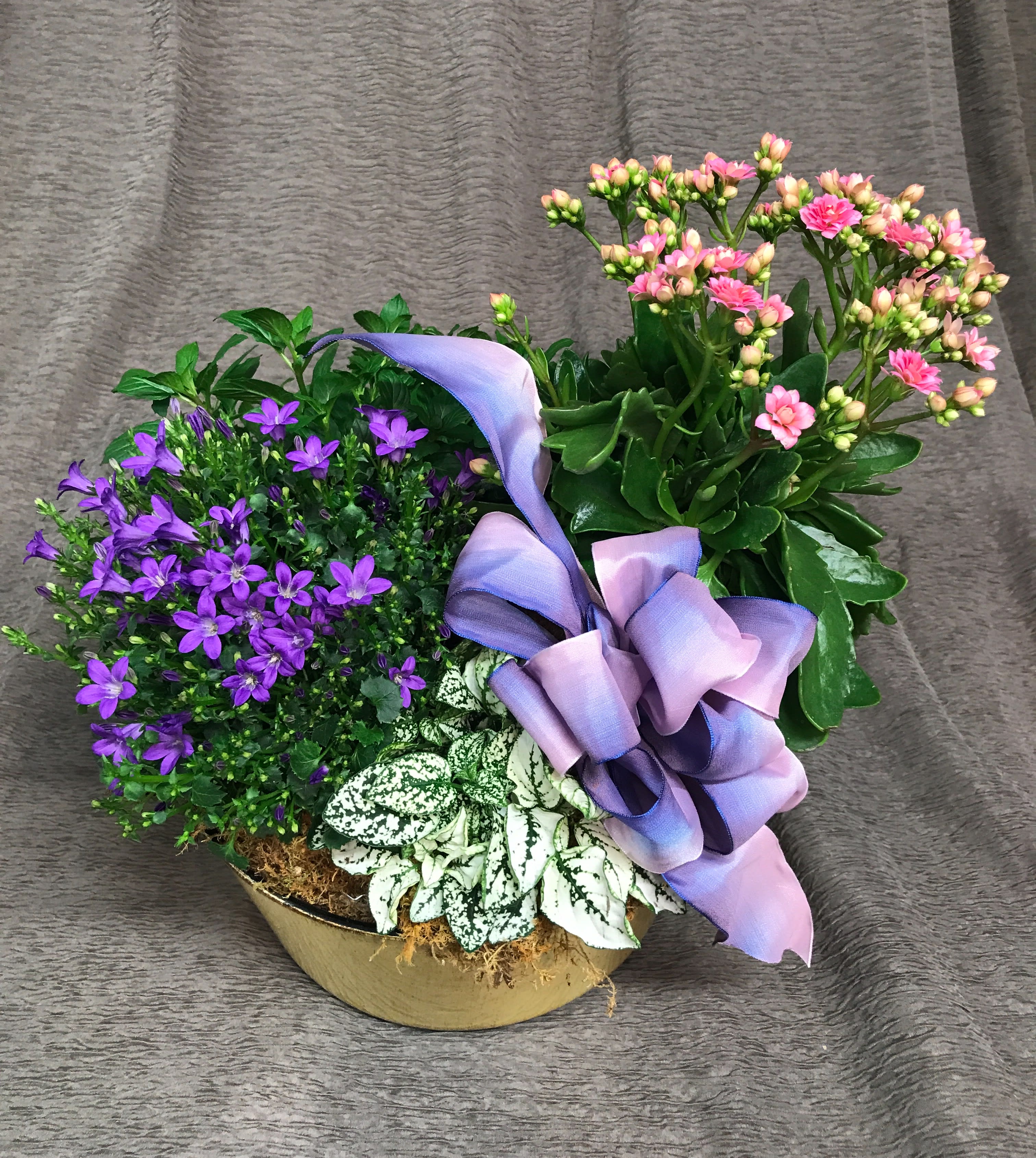 Spring Blooming Planter Garden - Living gift - Assortment of plants and container WILL VARY.  Pink blooming kalanchoe, Geranium, Get me Campanula, and Polka dot plants* Shown but may not be available. These can be enjoyed inside for a time and moved out and separated into 4 individual plants for a garden.  