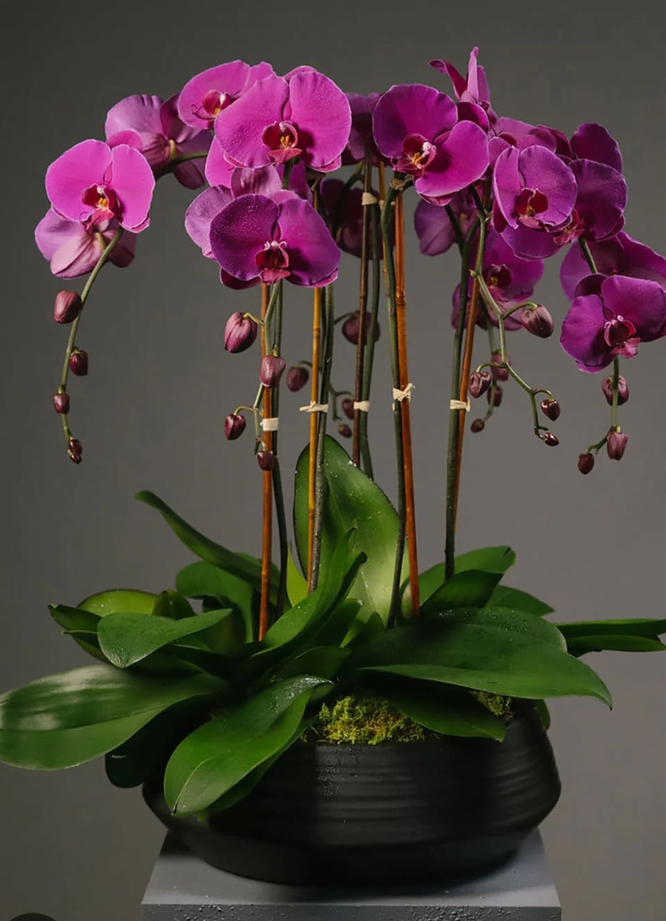 6 Spike Potted Purple orchids 6 Spike Potted Purple orchids - A gorgeous planter of 6 Potted purple orchids