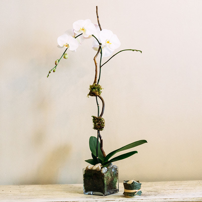 Single orchid Single orchid - Potted white orchid