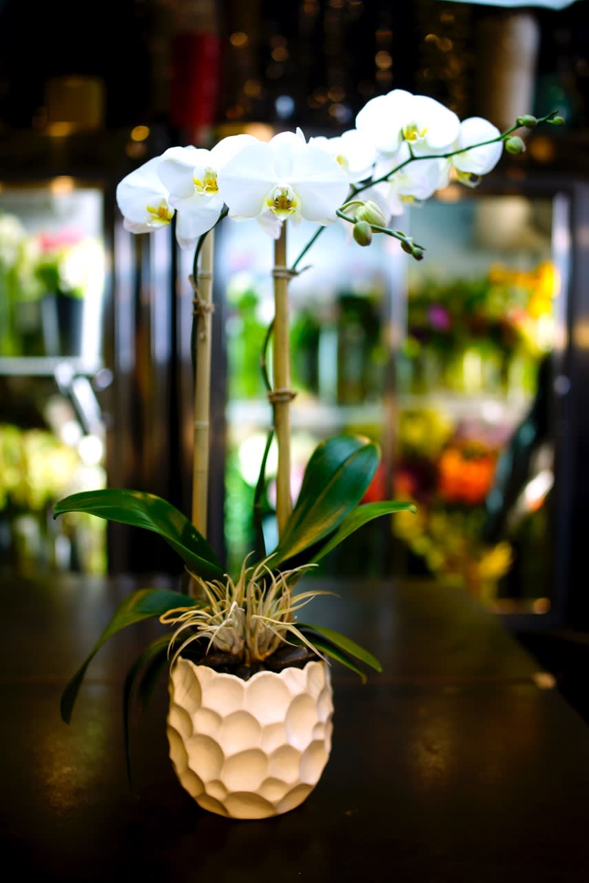 DOUBLE WHITE ORCHID DOUBLE WHITE ORCHID - A double stemmed white orchid with Japanese bamboo, river stones, and an air plant as accents. Displayed in a modern white vase with honey comb texture.