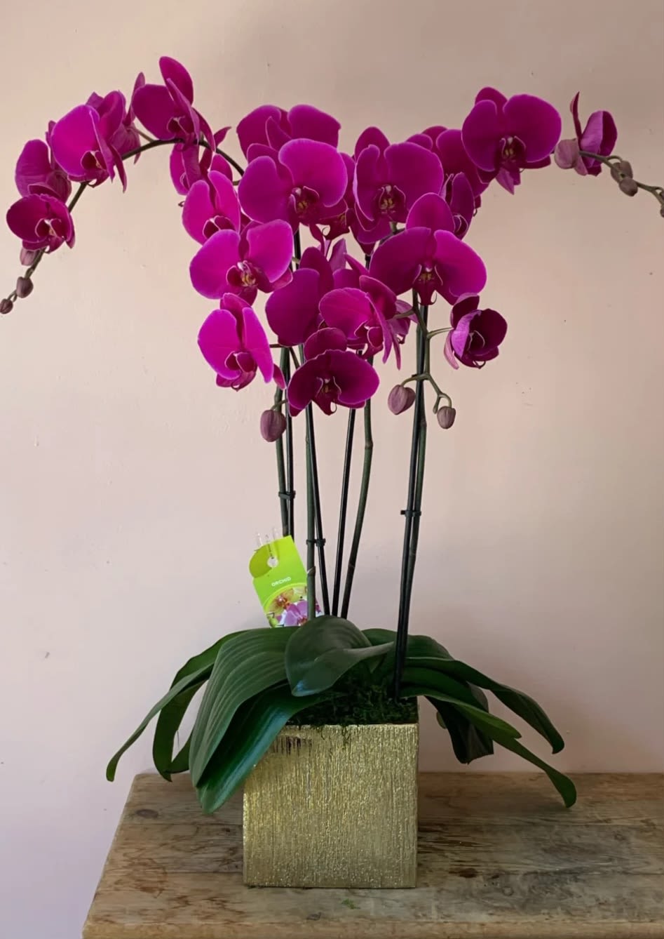 Triple spike potted purple orchids  - A beautiful potted 3 spike potted purple orchids 
