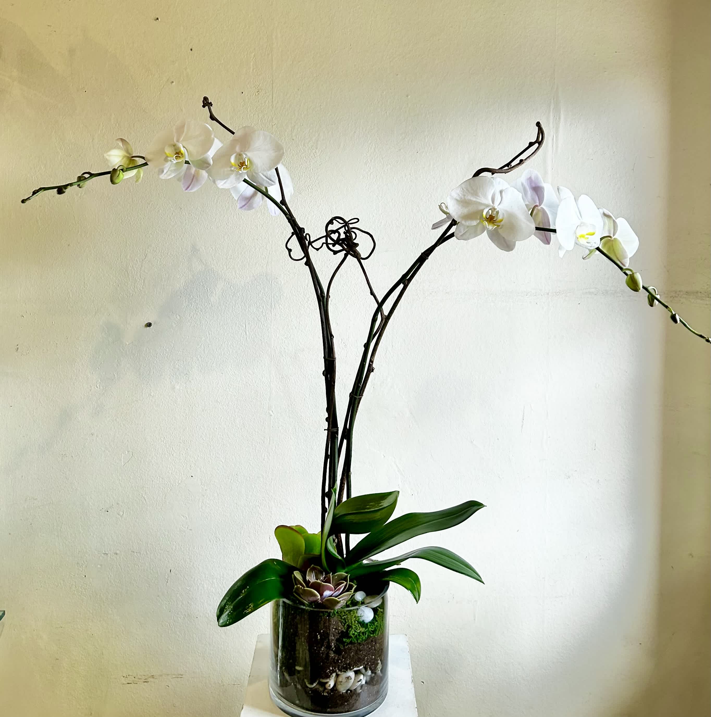 Double Orchid  Modern Garden - Double Phalaenopsis Orchid with two succulents and or kalanchoes planted in a clear, glass vessel showing layered potting style.  Specific succulents and kalanchoe plants vary upon availability. For specific orchid color (purple, pink if available) please make note in special instructions. 