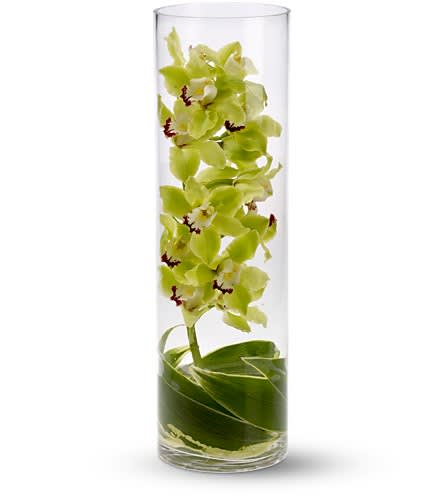 Zensational - When this tall green and handsome arrangement arrives at someone's home or office it is destined to create a Zensation! It's so dramatic so different and so delightful. Gorgeous green cymbium orchids and ti leaves stand tall in a striking 19&quot; glass cylinder vase.Approximately 6&quot; W x 19&quot; H Orientation: All-Around As Shown :DGT82-2A