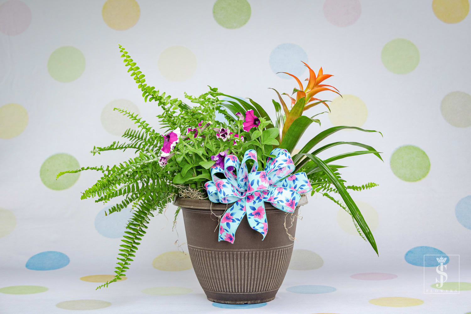 Medium - Patio Pot Planter  - Send this beautiful 8'' Medium Patio Pot Planter mixed with outdoors plants that will need some sunlight. This planter is the perfect longlisting gift that will keep growing. Each planter is different with the green plants and blooming plants. Each planter comes with a bow adding a nice touch to the patio pot.