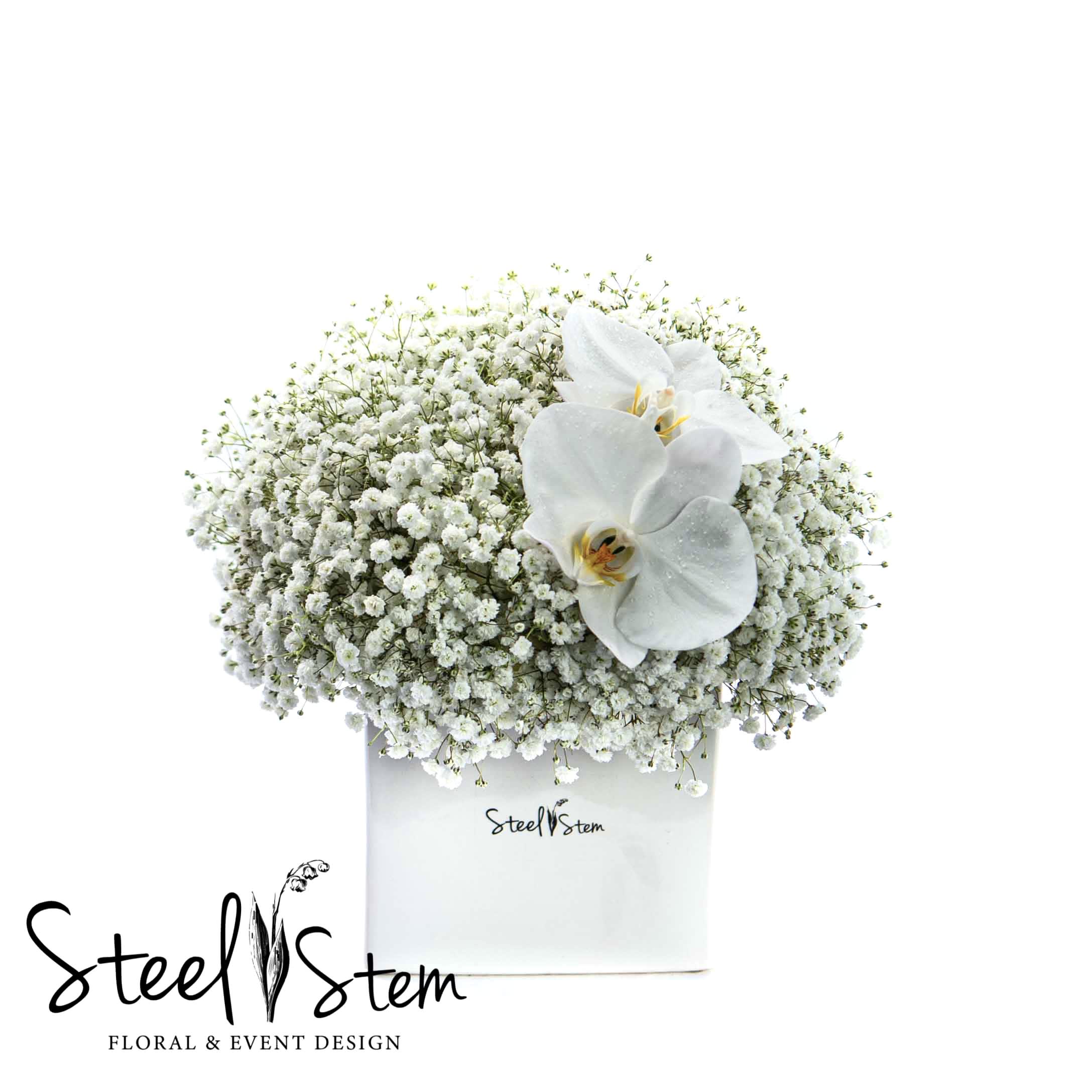 Dancing Gypsophila - Dancing blooms of baby's breath dance around a pair of crisp white Phalaenopsis orchid blooms and a base of white hydrangea that all rest inside of a clean white cube vase.