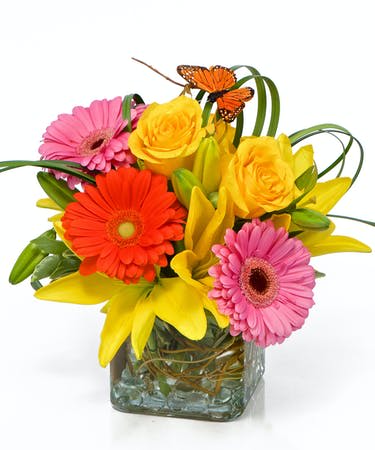 Pick me up 2 - Bright gerbera daisies and roses modern base great pick me up or surprise for a shut-in covid 19 get well birthday power girls offer same-day delivery with no contact order today and get her smiling #mothersday  #freesmile #Administrativeprofessionalsday #Secretary'sday  #VACATION #SUMMERFUN #HOTSUMMER #HOTFUN #BIKINIWEATHER  #google #facebook #youtube #translate  #circleback