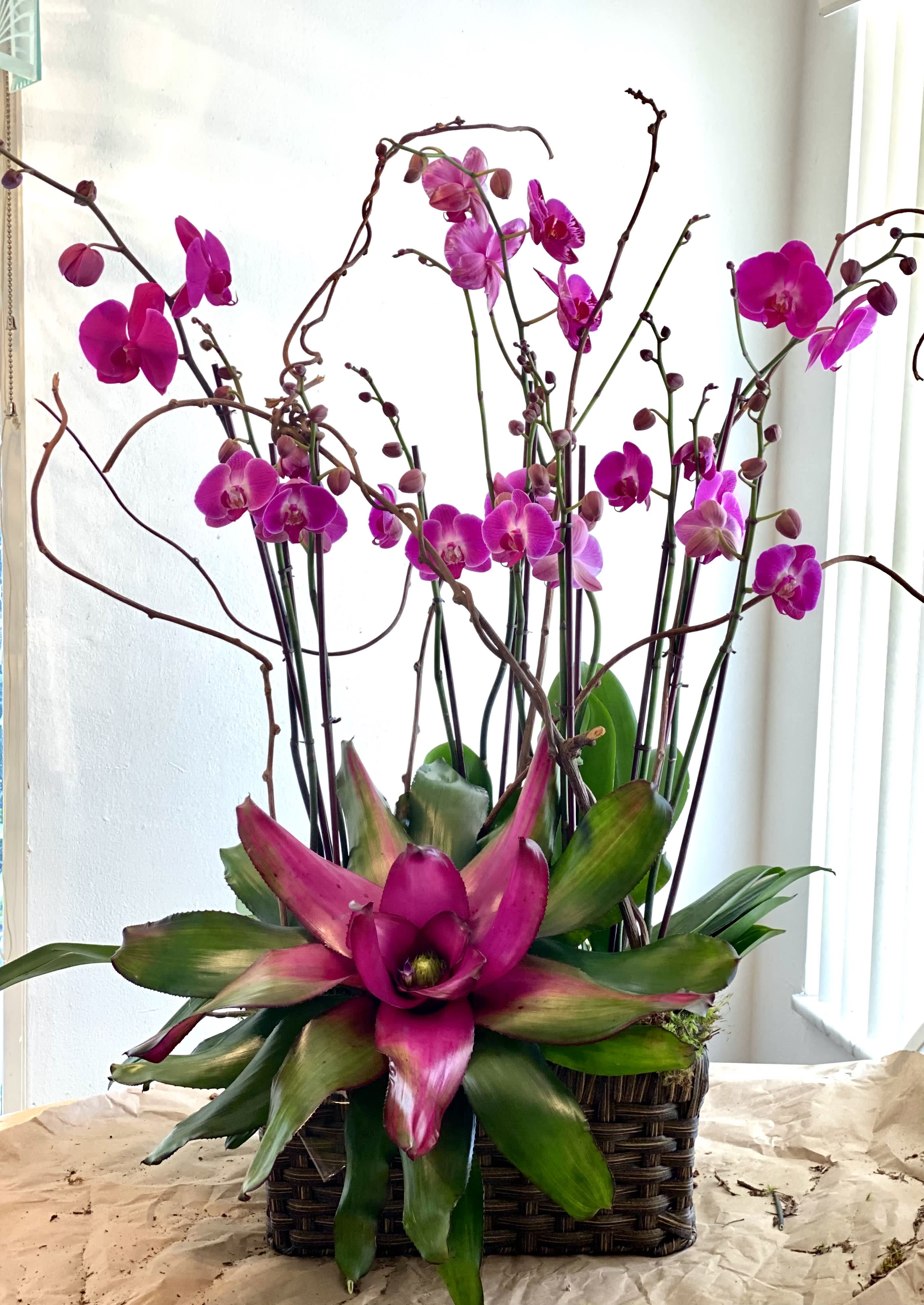 Orchid opulence - When it comes to an empty space at home, a corporate reception or an event welcoming piece to your event, Orchid planters are the best way to go! Not only they are an expression of elegance but a welcoming and long lasting arrangement. Request your color preference of color or leave it up to our designer, we will customize to your taste and needs as much as possible.  Pictured is our Standard 4+ double purple phalaenopsis orchids.(8 blooming spikes). Deluxe size includes 5+ double spike phalaenopsis orchids. (10 blooming spikes). Premium size includes 6+ double spike phalaenopsis orchids (12 blooming spikes).