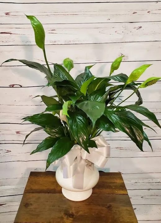 Peace Lily in White Urn Peace Lily in White Urn - Perfect size to sit on a side table