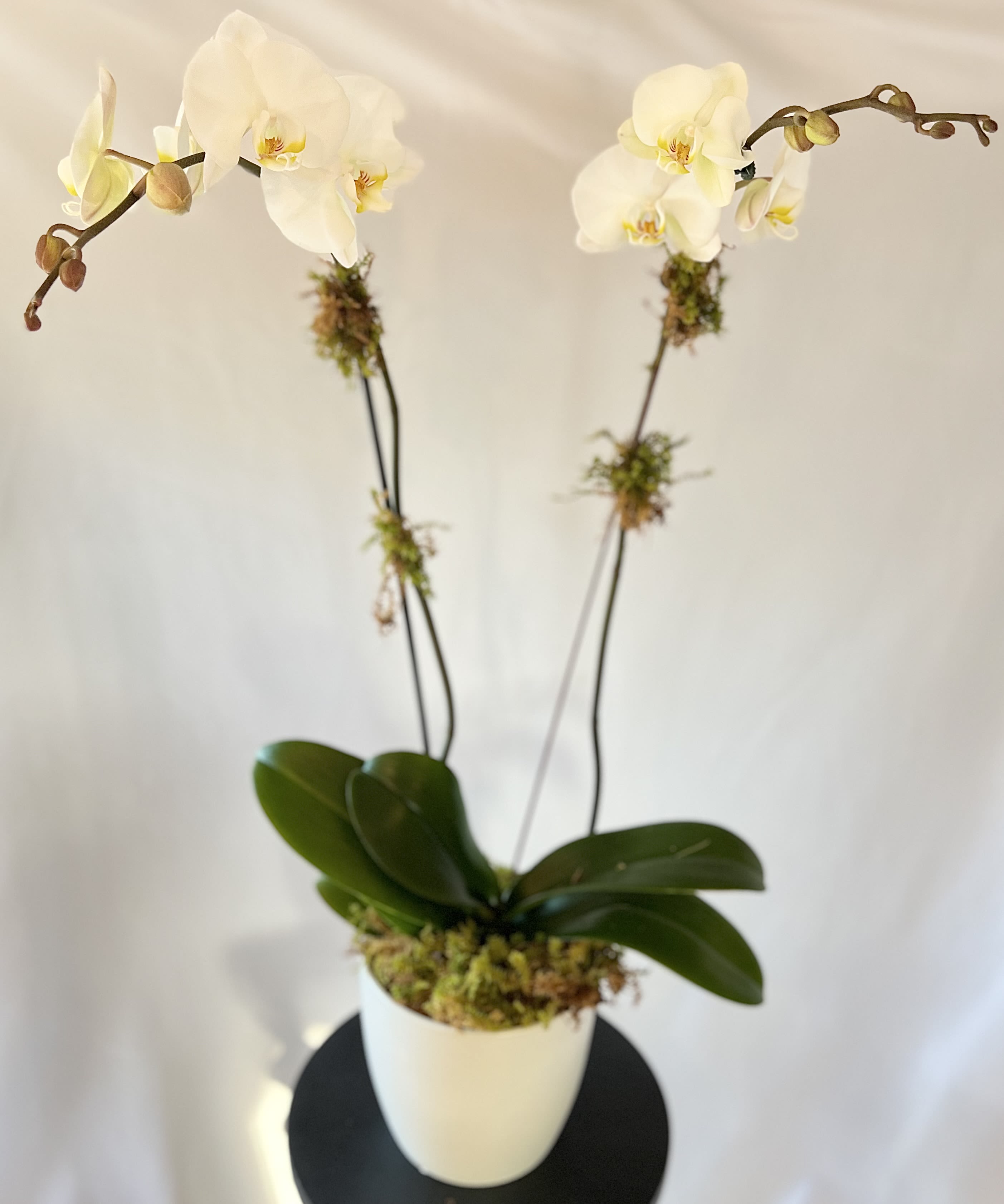 White Phalaenopsis Orchid - Double Stemmed White Phalaenopsis Orchid - Double Stemmed - A glamorous double stemmed orchid.