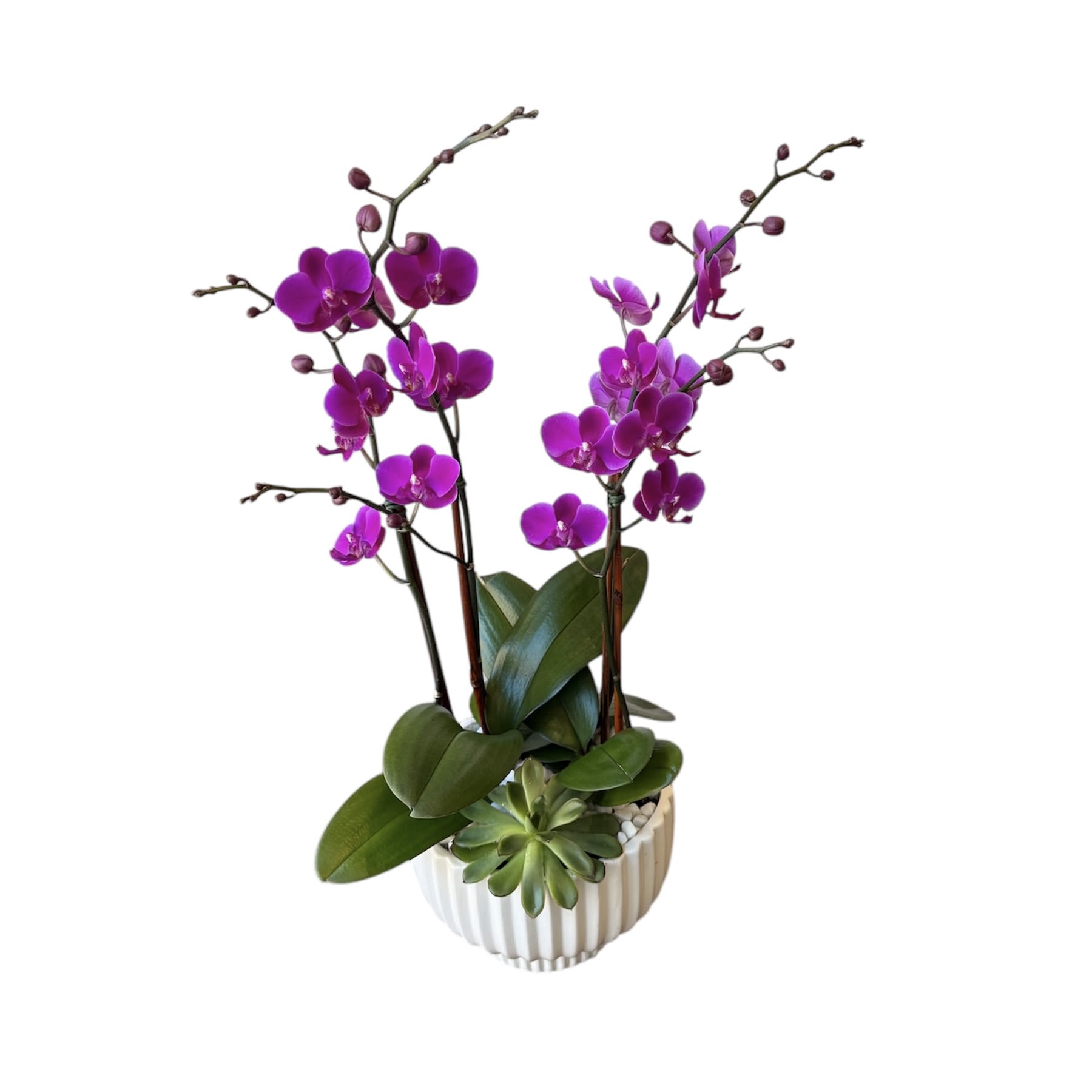 Double Mini Orchid Succulent Garden Double Mini Orchid Succulent Garden - Double purple mini orchids and succulents designed in a white pot as shown in photo.