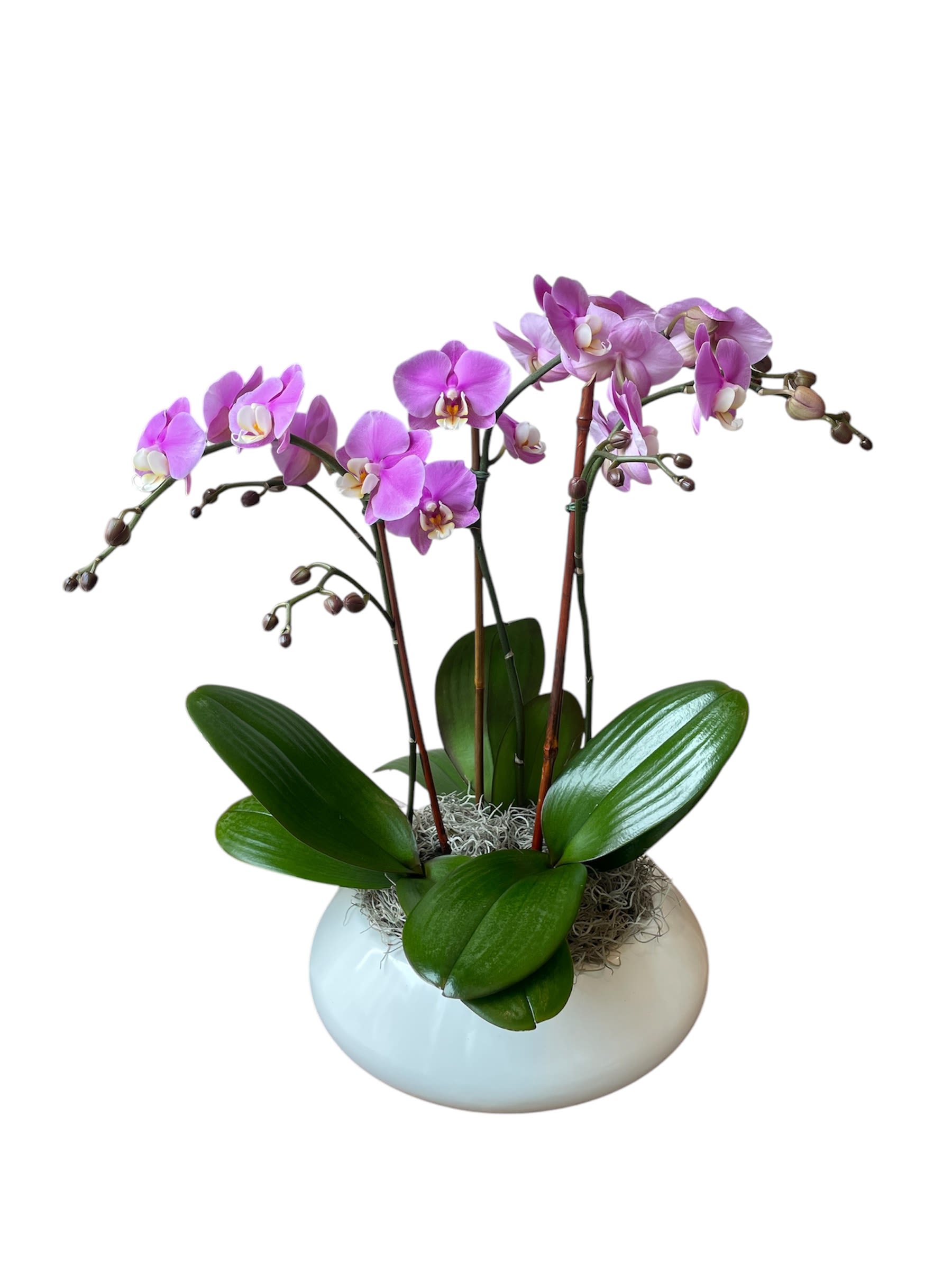 Orchid Garden Orchid Garden - 4 purple orchids designed in a large round white pot. As shown in photo.