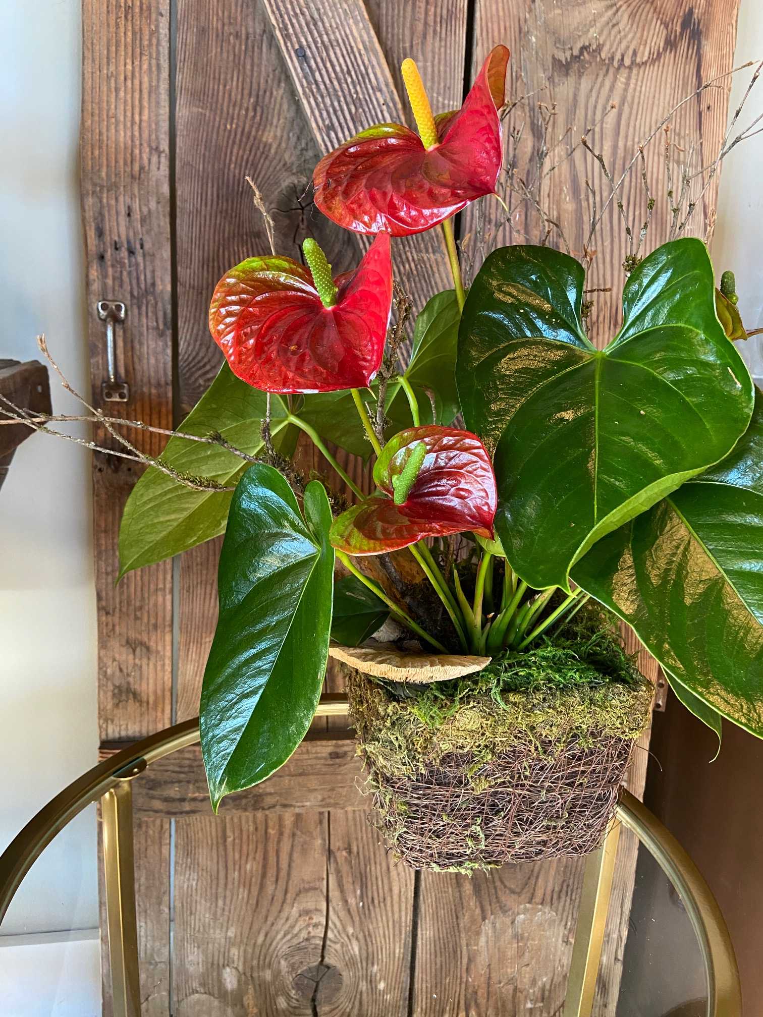 Antherium Plant - Red Anthurium Plant Dressed in a decorative container and Decorated with Branches and more.