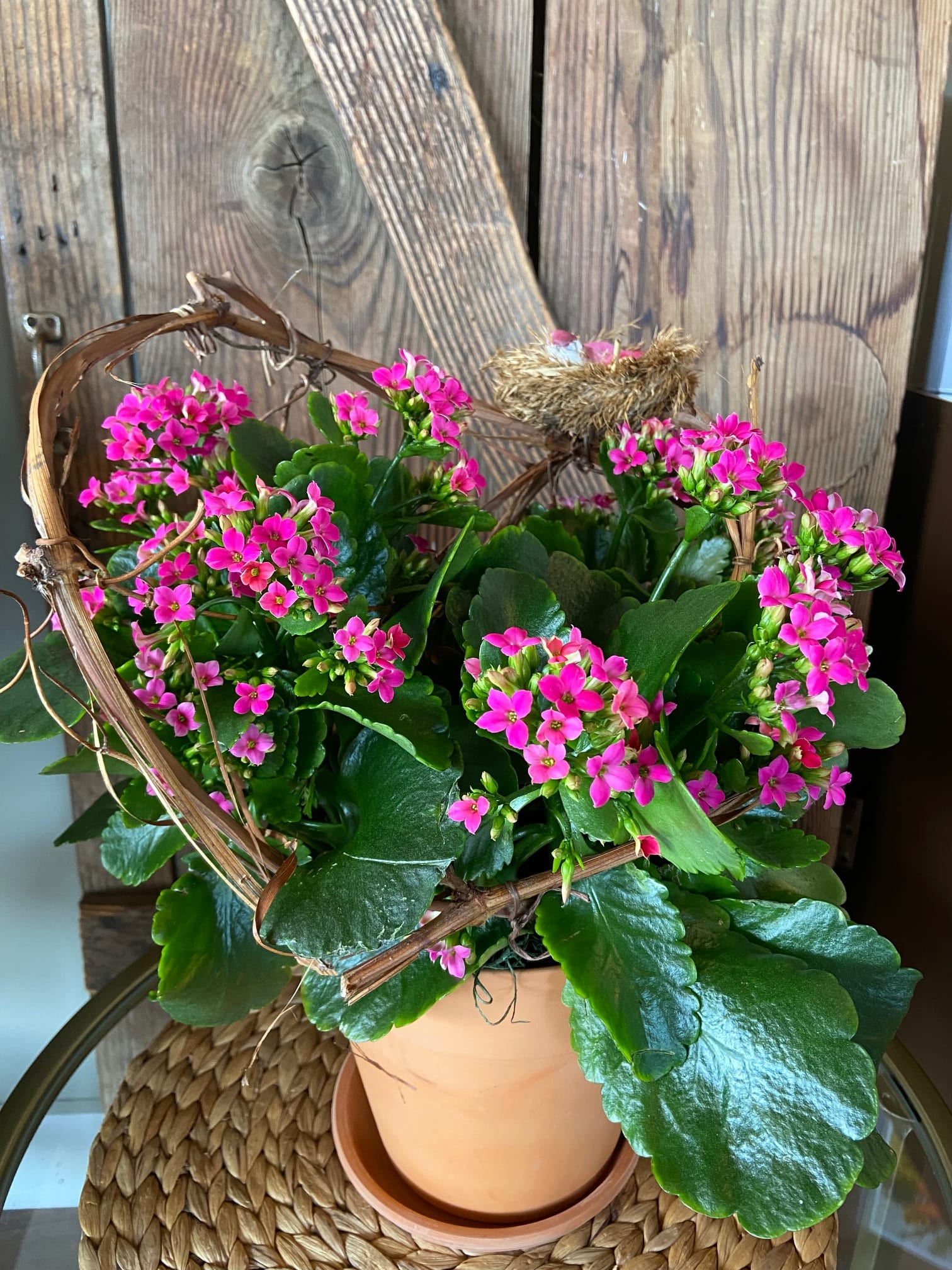 Kalanchoe decorated BFB Style Kalanchoe decorated BFB Style - Lovely Bright Kalanchoe. Sure to Brighten Anyone's Home or Office. *Color and container may vary