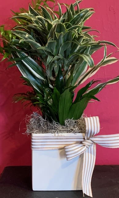 Tropical Trio - A cool mix of three tropical plants