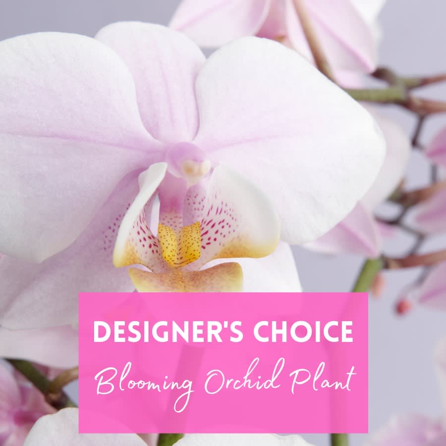 Blooming Orchid Plant Designer's Choice  - A unique orchid designed in a decorative container in purple or white: please specify any specific color if necessary. 