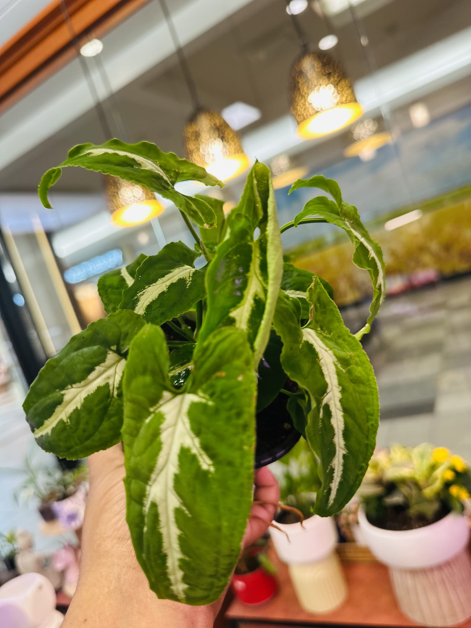 SYngonium Wendlendii - Light : This plant typically gets dappled light so partial shade or partial sun conditions work well. Water : Well-draining soils are a must, as these plants like to stay evenly moist but not soaked. Make sure to stay on top of watering regularly, about when the top 2 inches of soil is dry. Pet Safe : No