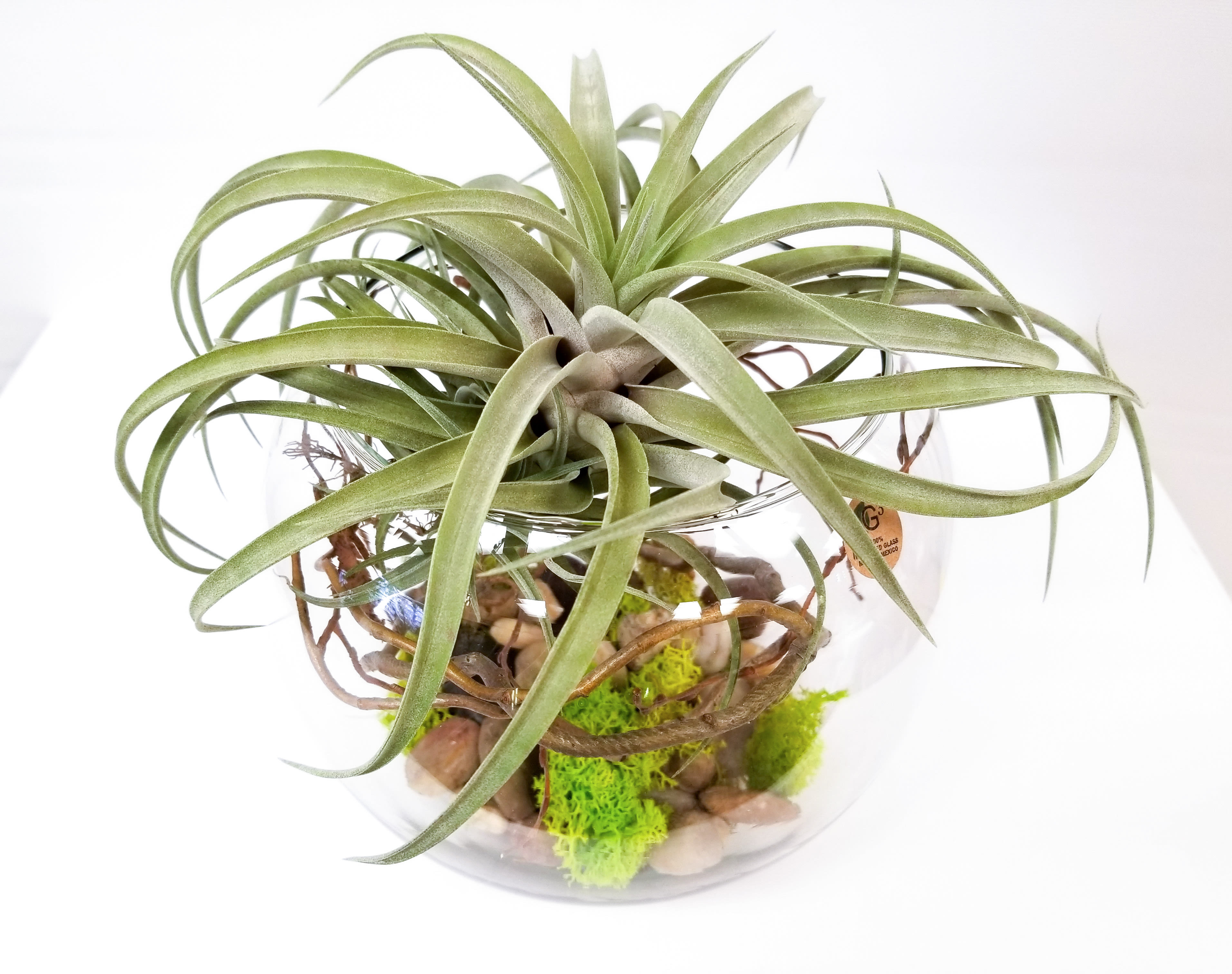 Tillandsia (Air Plant) Table Arrangement  - A unique plant perfect for a side table at home or desk at an office. This design features a large tillandsia with accents of curly willow, reindeer moss, and river rocks in a clear glass bubble bowl vase.   Tillandsias are also known as air plants because they require no soil!  They are low maintenance and each arrangement is delivered with care instructions.   Bubble bowl vase measures 8&quot; wide and is made from recycled glass. 