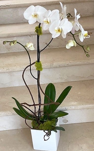 Orchid plant (Select) single-stem white orchid plant (Select) , elegantly arranged in a ceramic container.  - Orchid plant (Select) single stem arranged in a ceramic container. 