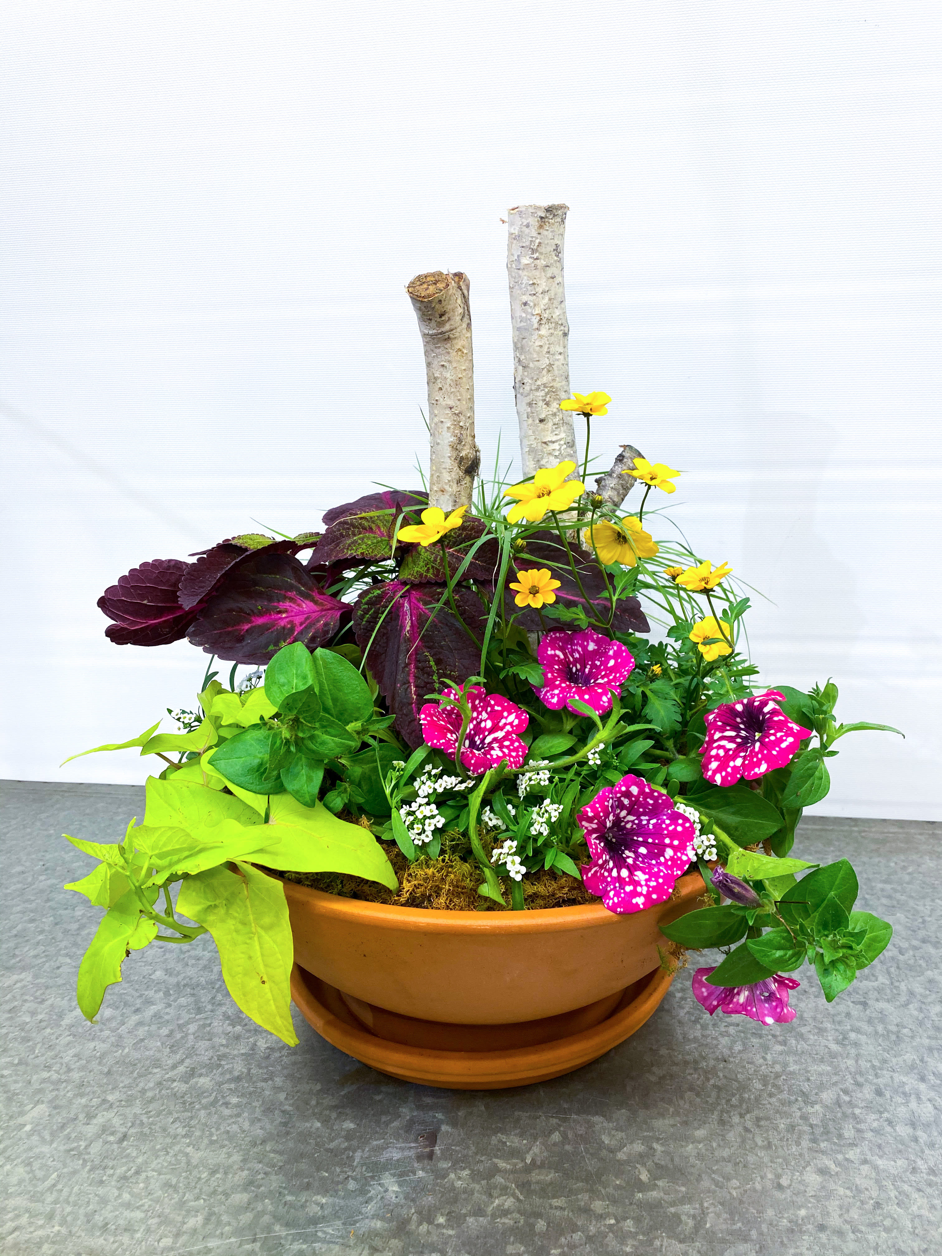 Full-Sun Outdoor Planter - The perfect porch planter! Included is a mixture of full-sun annuals, that with proper care will last you all summer long. Planted in a round terracotta container, accented with birch poles and sheet moss. Requires approximately 8 hours of sun, and regular watering.  Planter measures approximately 14&quot; x 14&quot; wide, and 21&quot; tall.