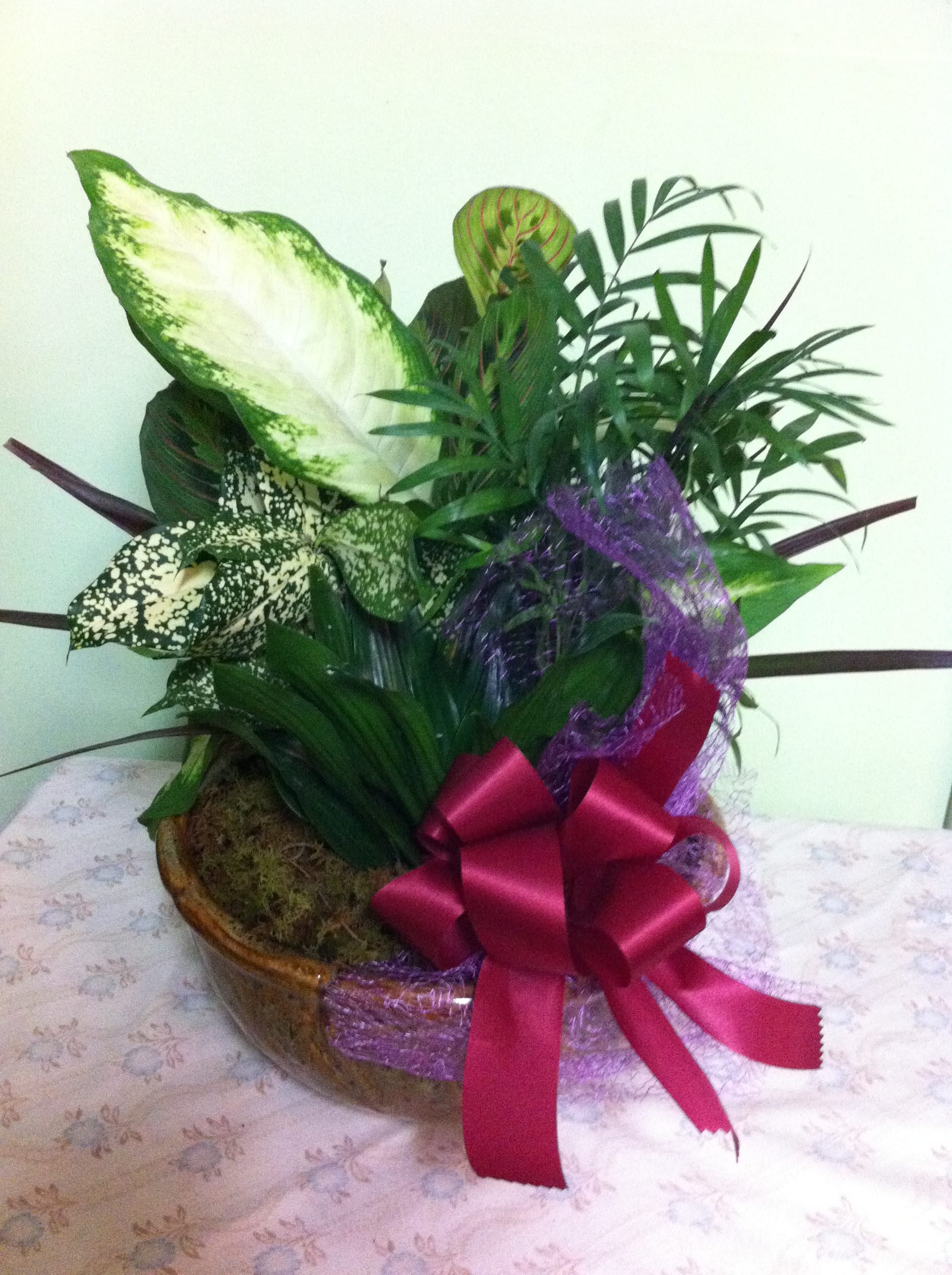 6 1/2&quot; Potted Dish Garden - Plant  comes with Bow  In some instances, the florists’ photo may represent an overall theme or look and include a one-of-a-kind vase which cannot be exactly replicated.  Although the actual bouquet may not precisely match the photo, its temperament will.  Occasionally, substitutions of flowers or containers happen due to weather, seasonality and market conditions which may affect availability.  If this is the case with the gift you've selected, the local florist will ensure that the style, theme and color scheme of your arrangement is preserved and will only substitute items of equal or higher value.