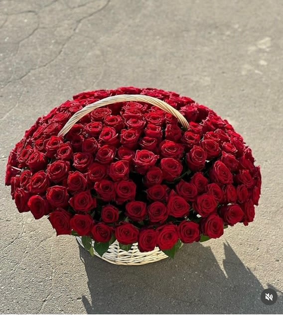 200 Red Roses In Basket 200 Red Roses In Basket - 200 velvety red premium roses elegantly arranged in basket captivating romance and passion. Available in Deluxe and Premium Deluxe 250 Premium 300 Some florals are seasonal, if particular flower will not be available due to season, we will substitute for similar flower, composition, color pallet and value of the arrangements as closely as possible. All effort to create a floral arrangement as close to the photo shown, the actual arrangement may vary slightly in its appearance from the photo shown. If you have any questions about your order, we welcome you to call us in or email