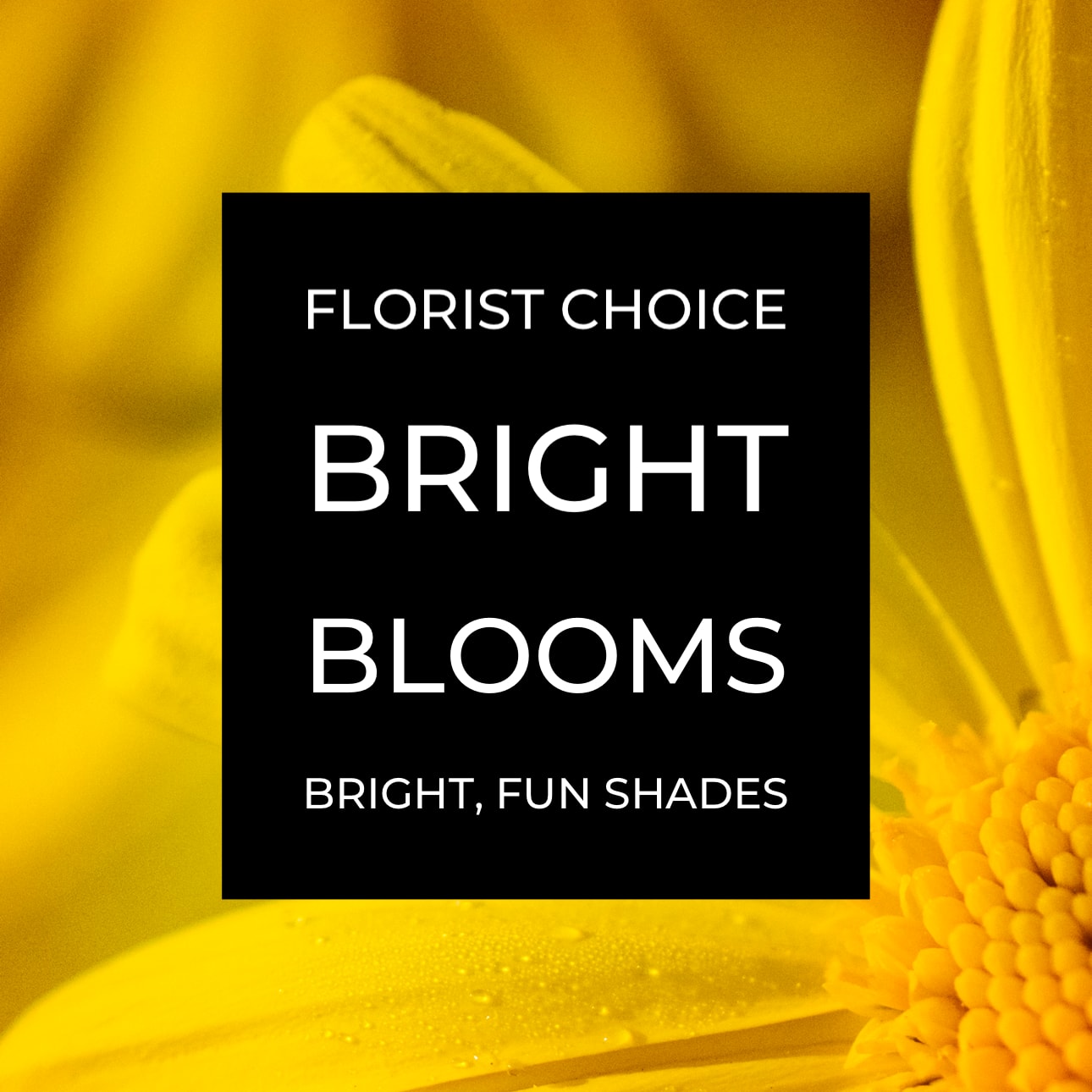 The Florist Choice bright - A designer will create a beautiful floral arrangement with the freshest blooms of the day, in vibrant shades &amp; textures that are sure to catapult and lift your day. Usually is a compact arrangement. If you desire a tall and airy style, please request in special instructions.  Flowers and containers may not reflect exactly as pictured. We are unable to guarantee a specific flower type, we always ensure your arrangement is beautiful, fresh and vibrant!