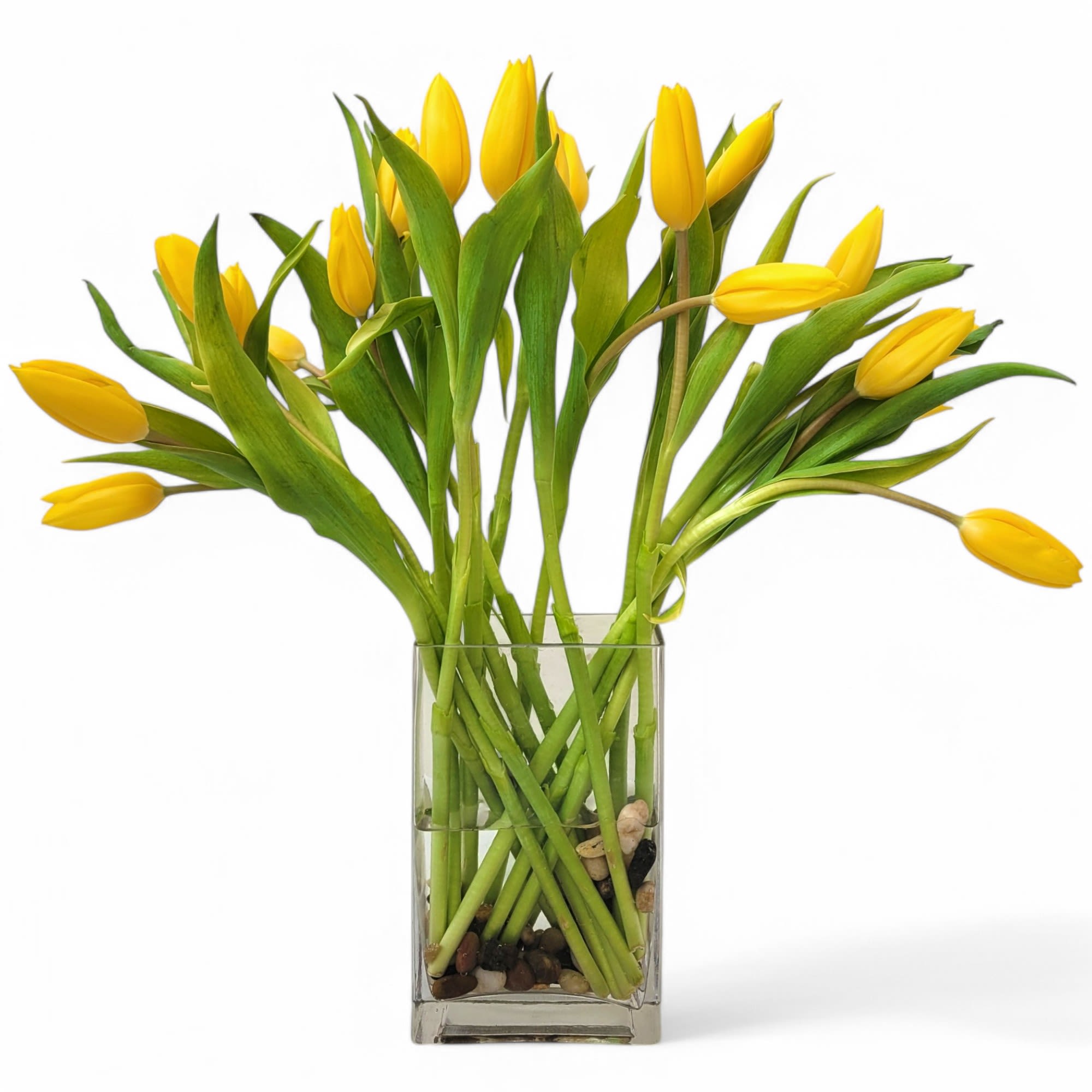 Joyful Tulips - Joyful Tulips is an arrangement of monochromatic tulips arranged in a modern clear glass vase. Color of tulips may change depending on daily availability. Please note that the exact color of Joyful Tulips may vary depending on daily availability. If a specific color is crucial, we recommend calling us to confirm our current stock. Joyful Tulips from Long Beach favorite flower shop, A Beautiful California Florist.