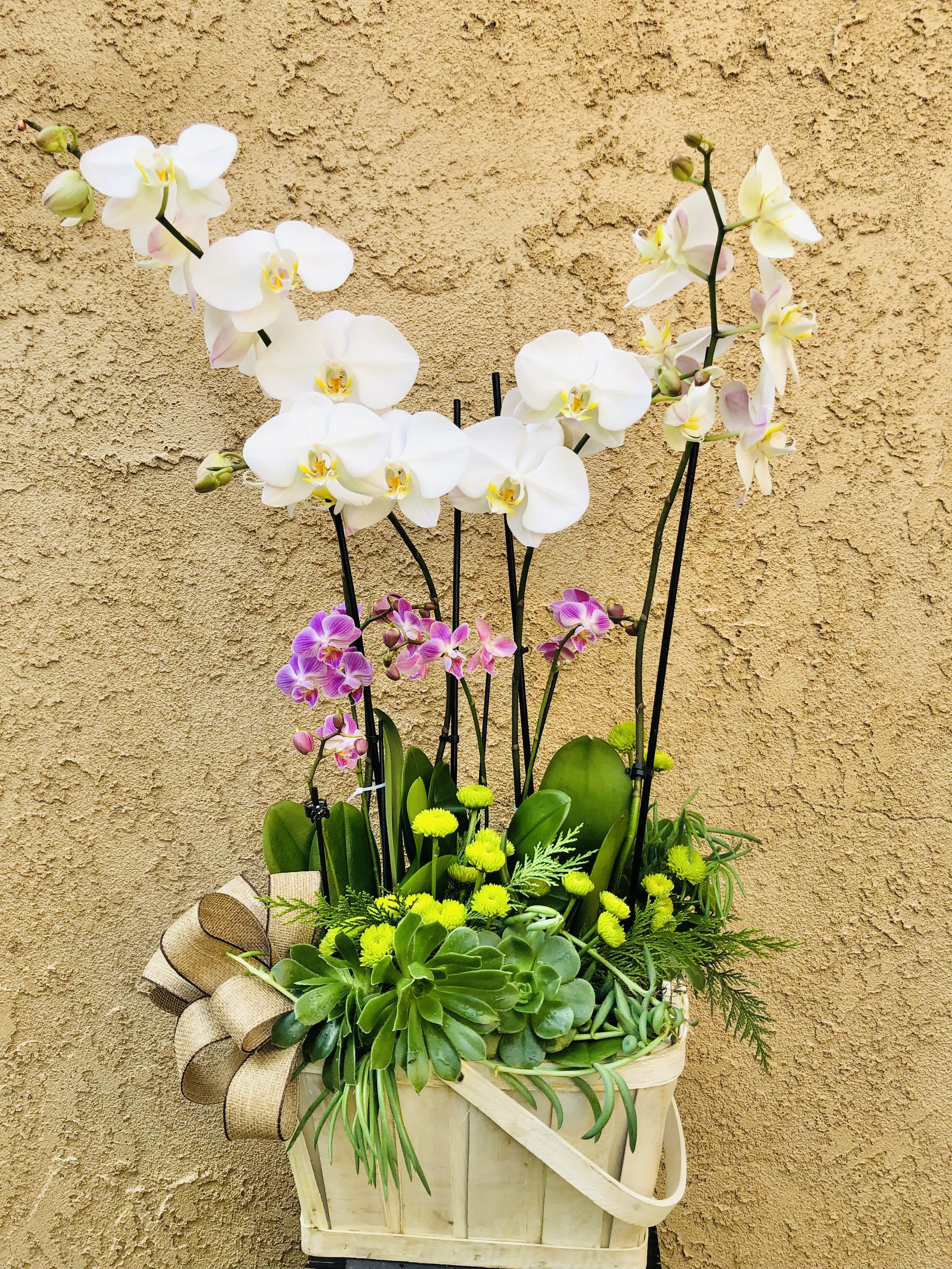 Orchid oasis - Beautiful arrangement of white and pink orchids with orchids in a basket.