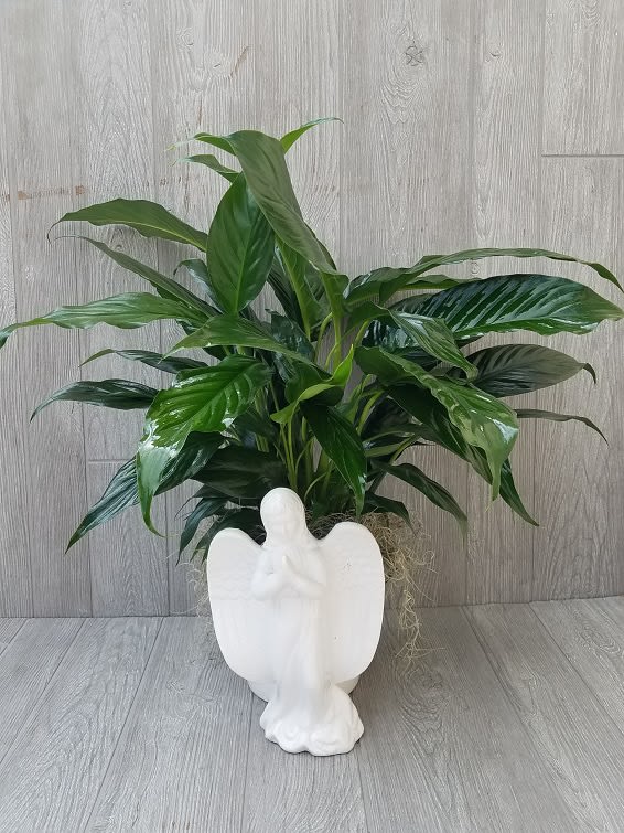 Angel Peace Lily Plaanter Angel Peace Lily Plaanter - A beautiful green peace lily plant nestled in a white ceramic Angel container. Angel measures 10" tall