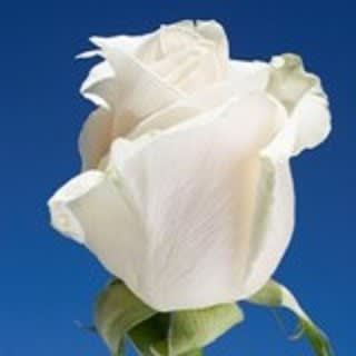 Wrapped/Bulk White Roses Wrapped/Bulk White Roses - Bulk Roses